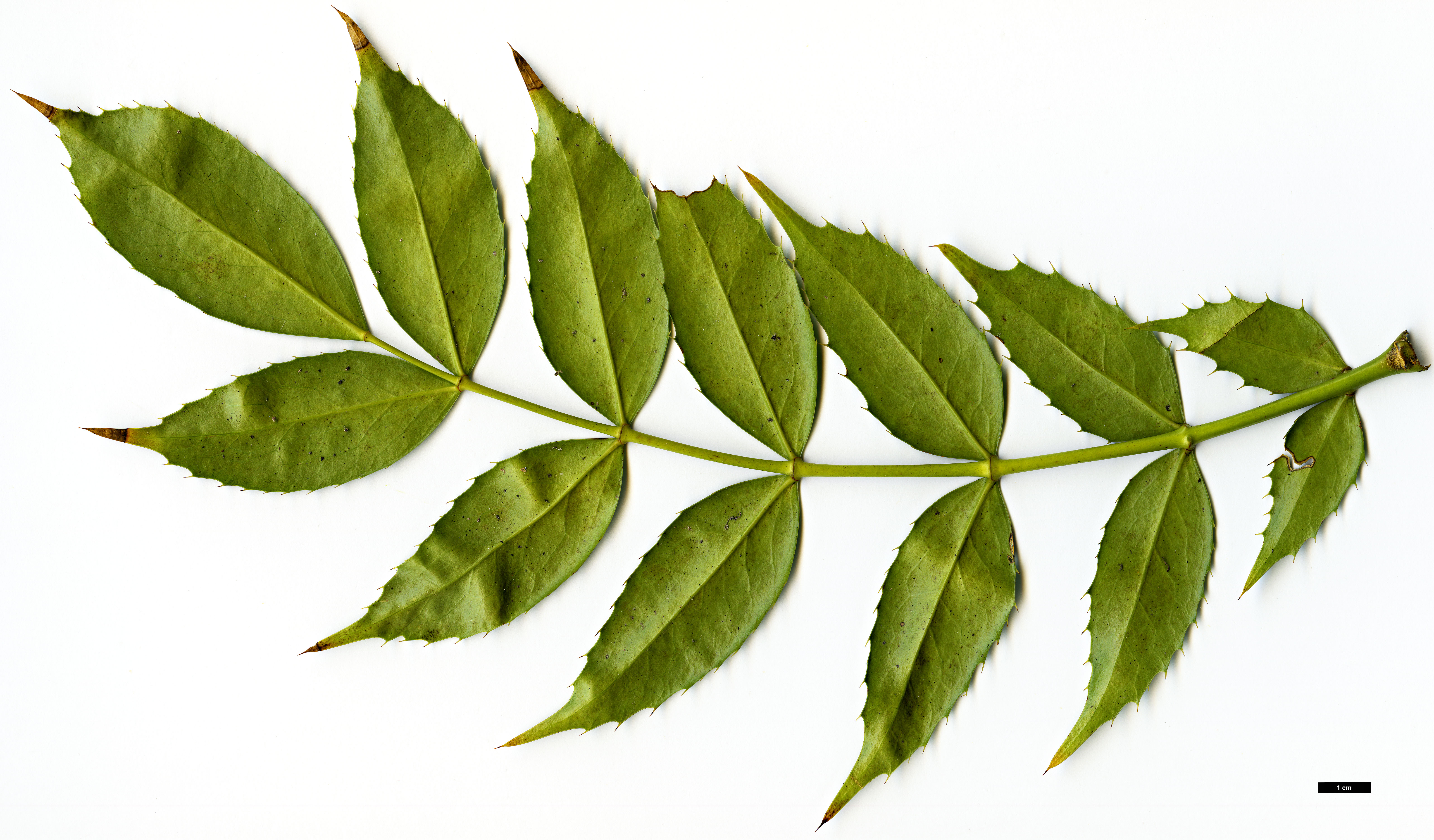 High resolution image: Family: Berberidaceae - Genus: Mahonia - Taxon: lushuiensis