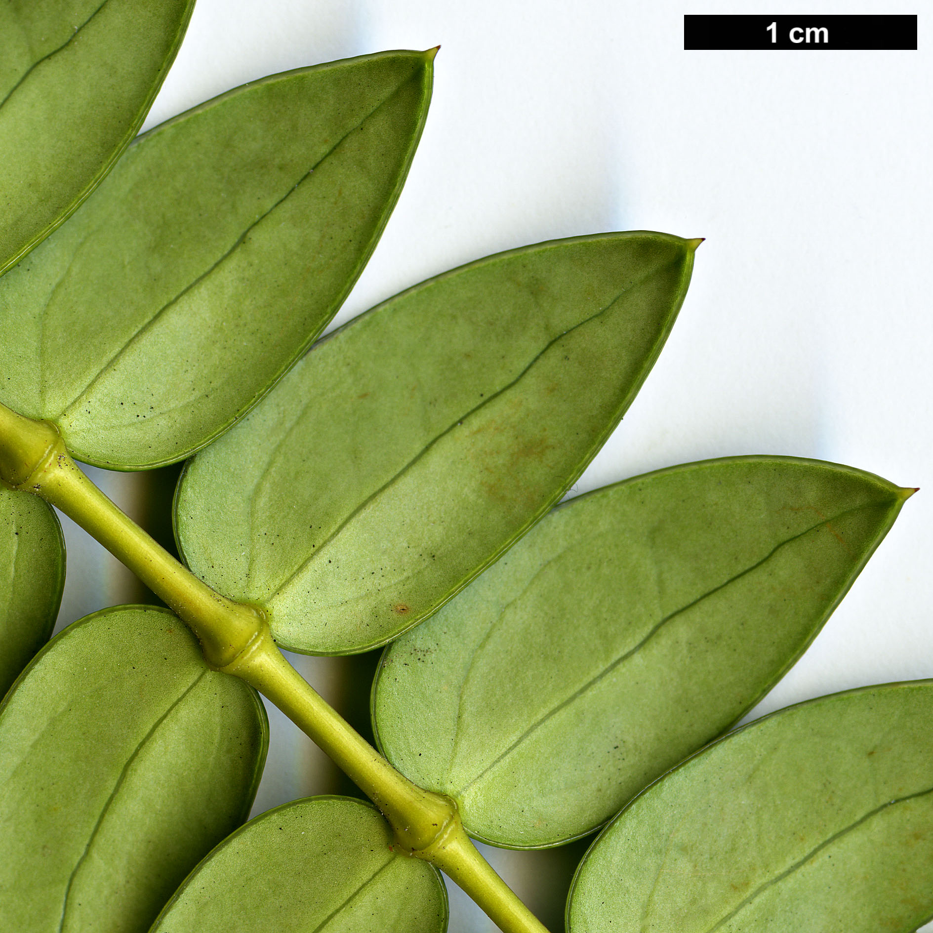 High resolution image: Family: Berberidaceae - Genus: Mahonia - Taxon: microphylla