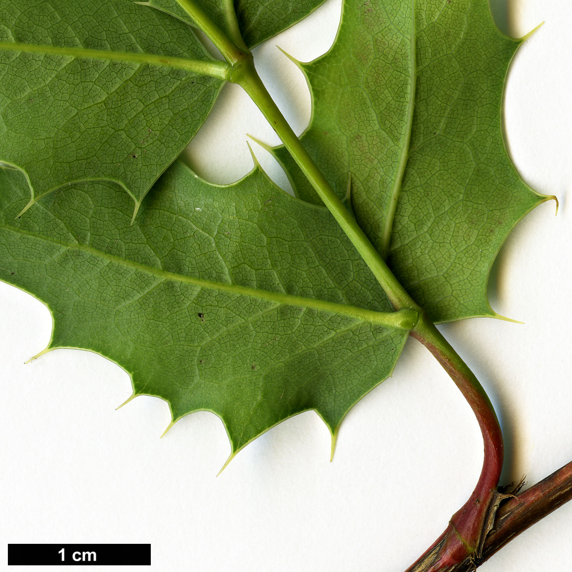 High resolution image: Family: Berberidaceae - Genus: Mahonia - Taxon: moranensis