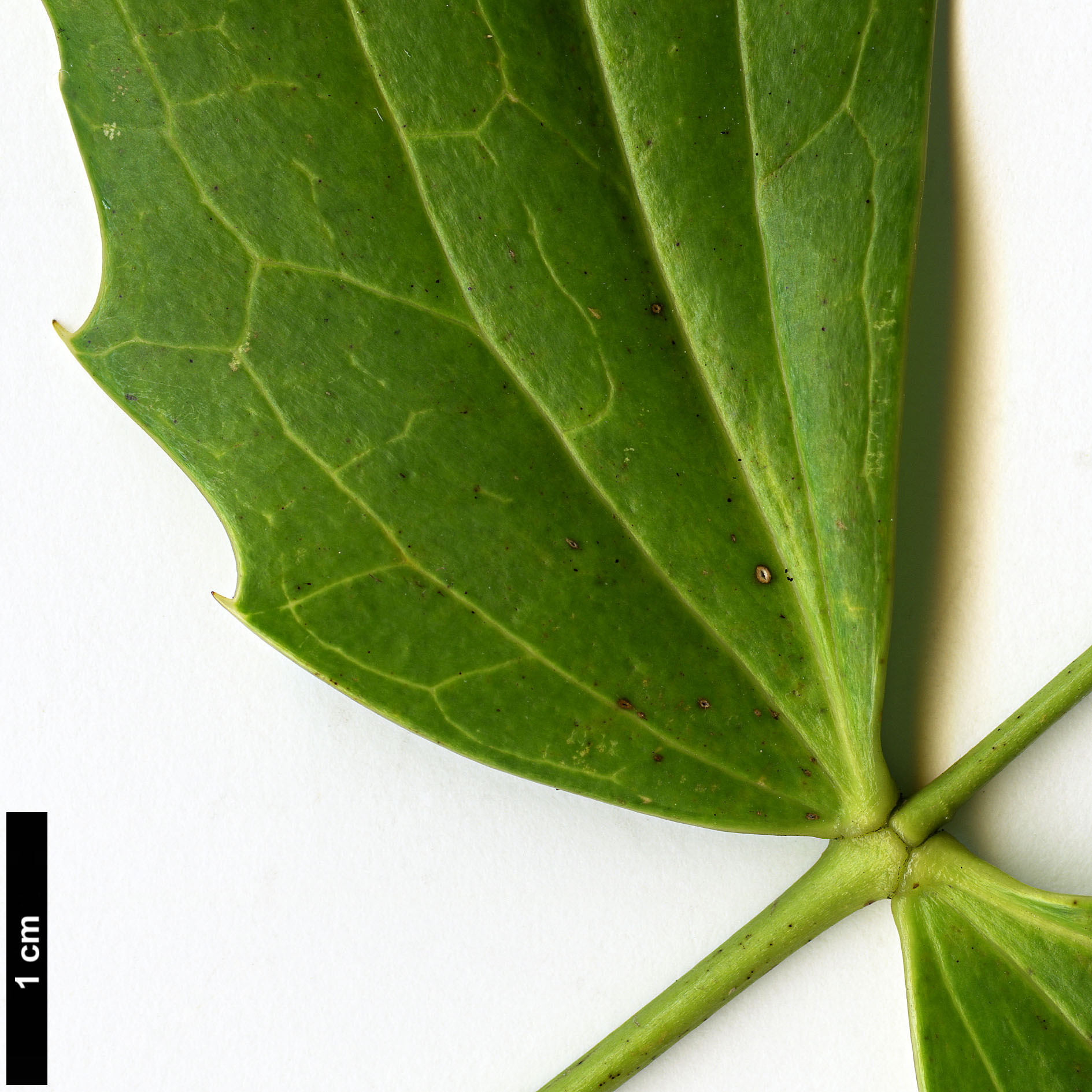 High resolution image: Family: Berberidaceae - Genus: Mahonia - Taxon: napaulensis