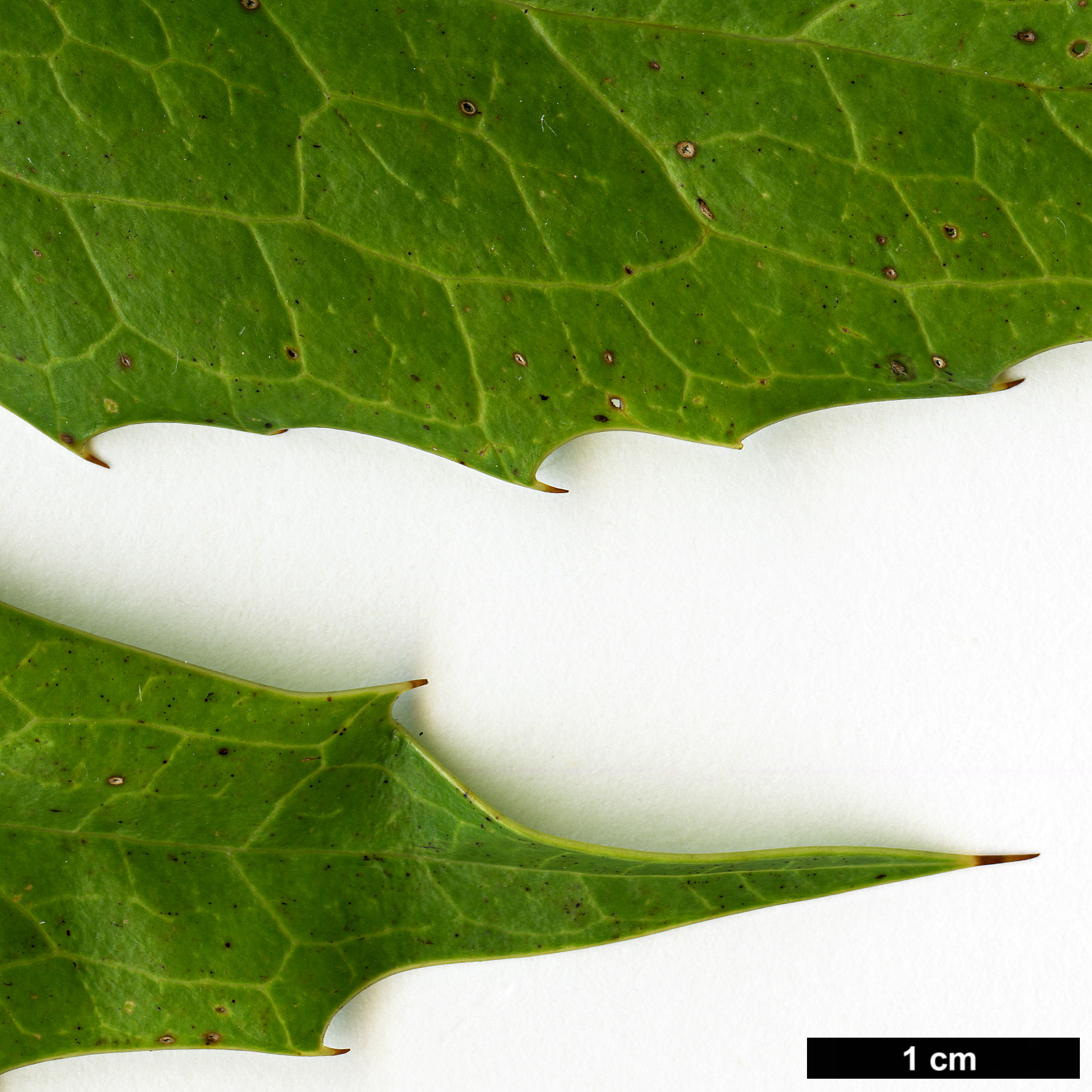 High resolution image: Family: Berberidaceae - Genus: Mahonia - Taxon: napaulensis