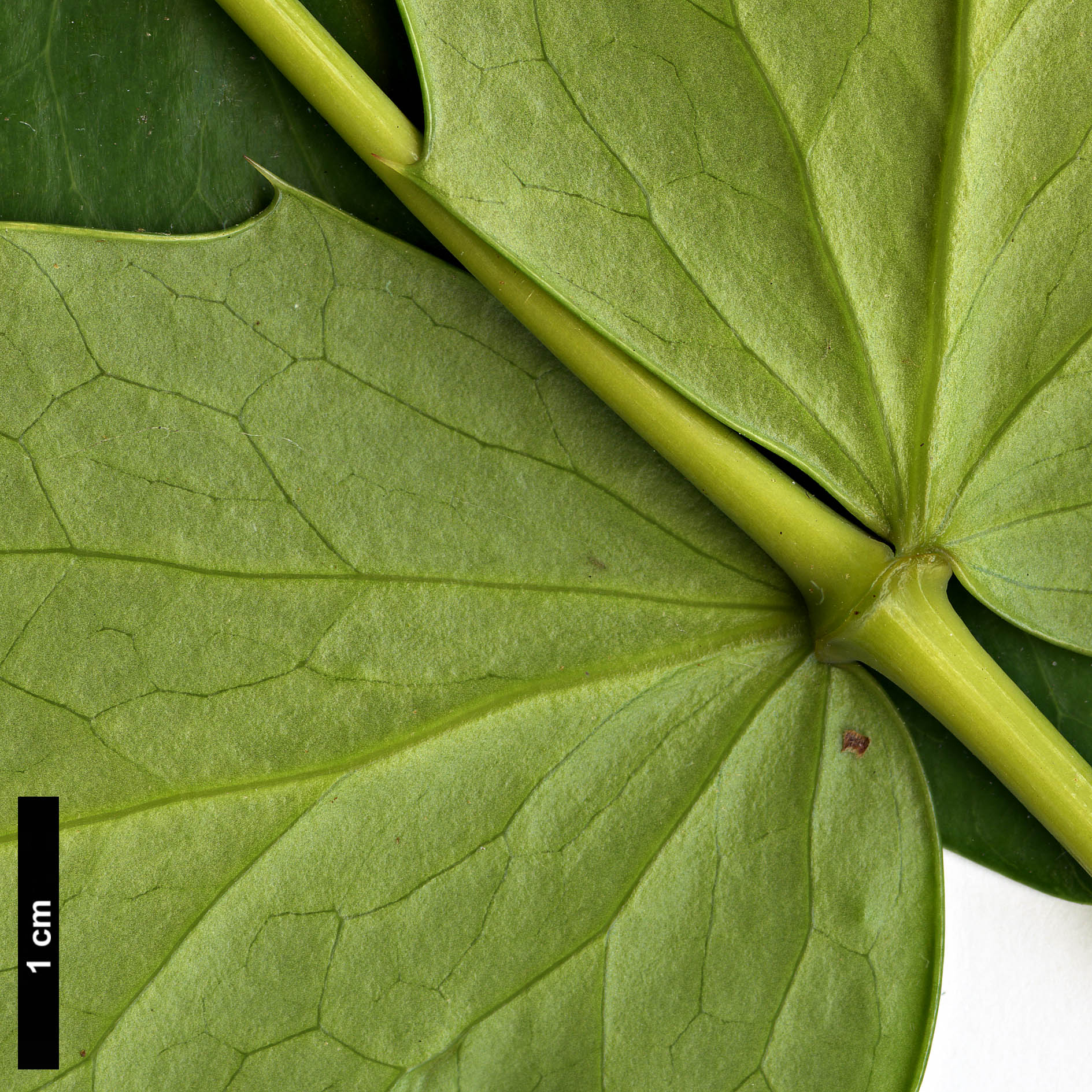 High resolution image: Family: Berberidaceae - Genus: Mahonia - Taxon: nervosa