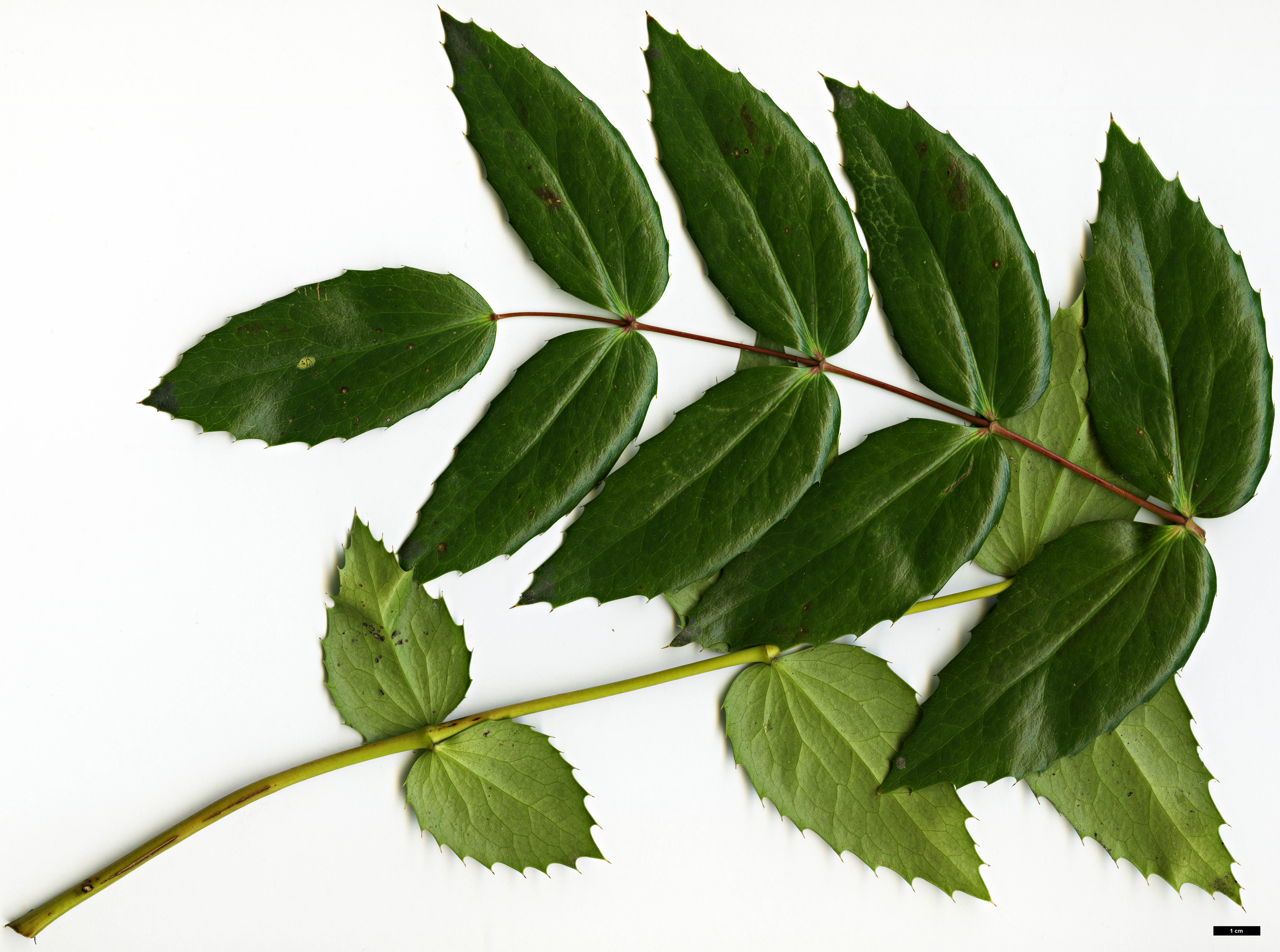 High resolution image: Family: Berberidaceae - Genus: Mahonia - Taxon: nervosa