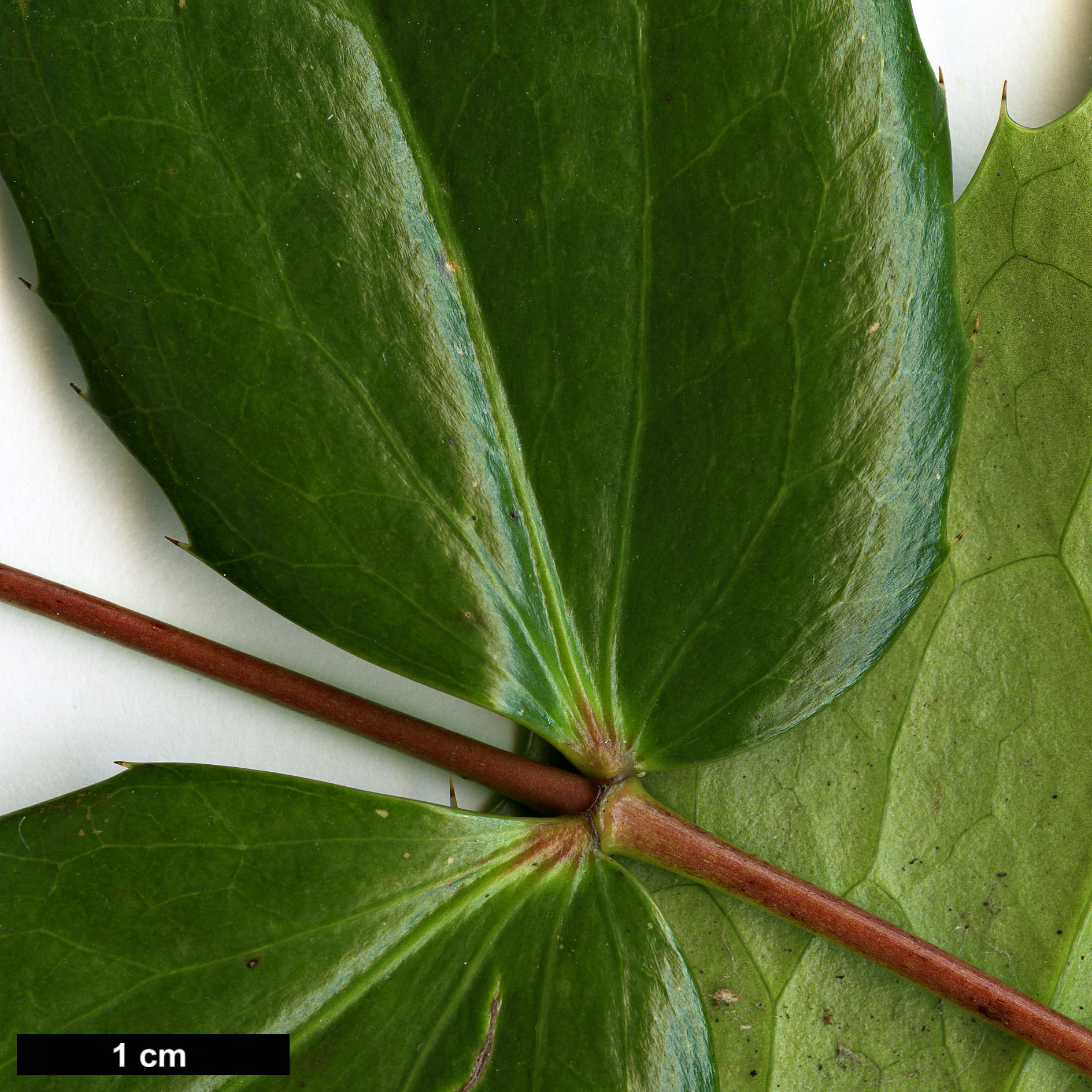 High resolution image: Family: Berberidaceae - Genus: Mahonia - Taxon: nervosa