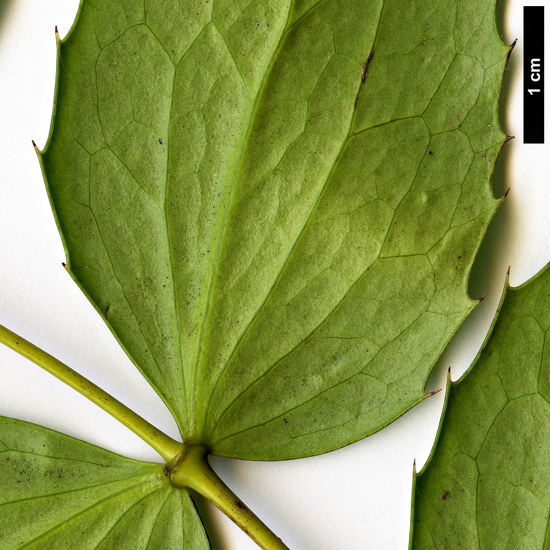 High resolution image: Family: Berberidaceae - Genus: Mahonia - Taxon: nervosa