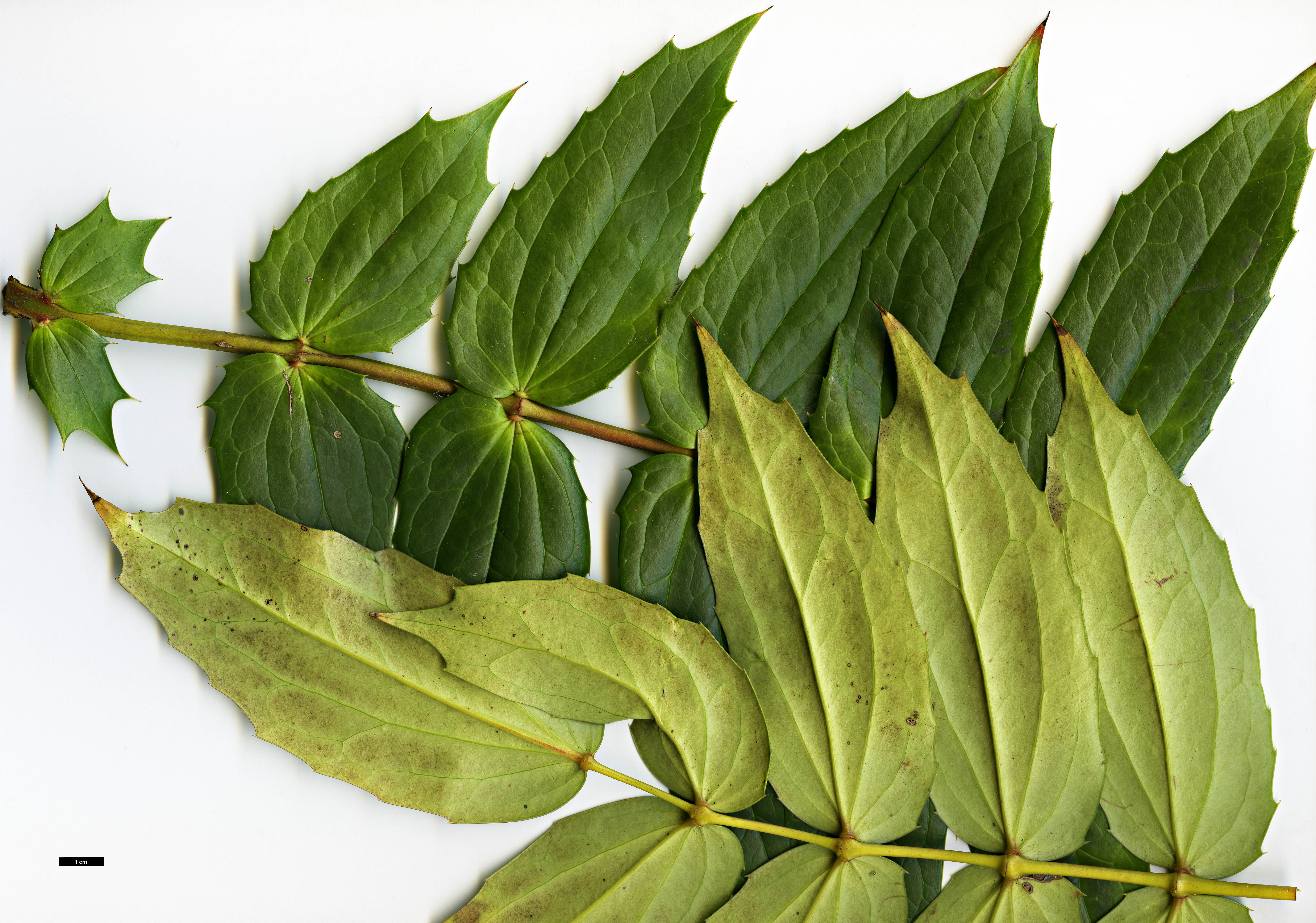 High resolution image: Family: Berberidaceae - Genus: Mahonia - Taxon: ogisui