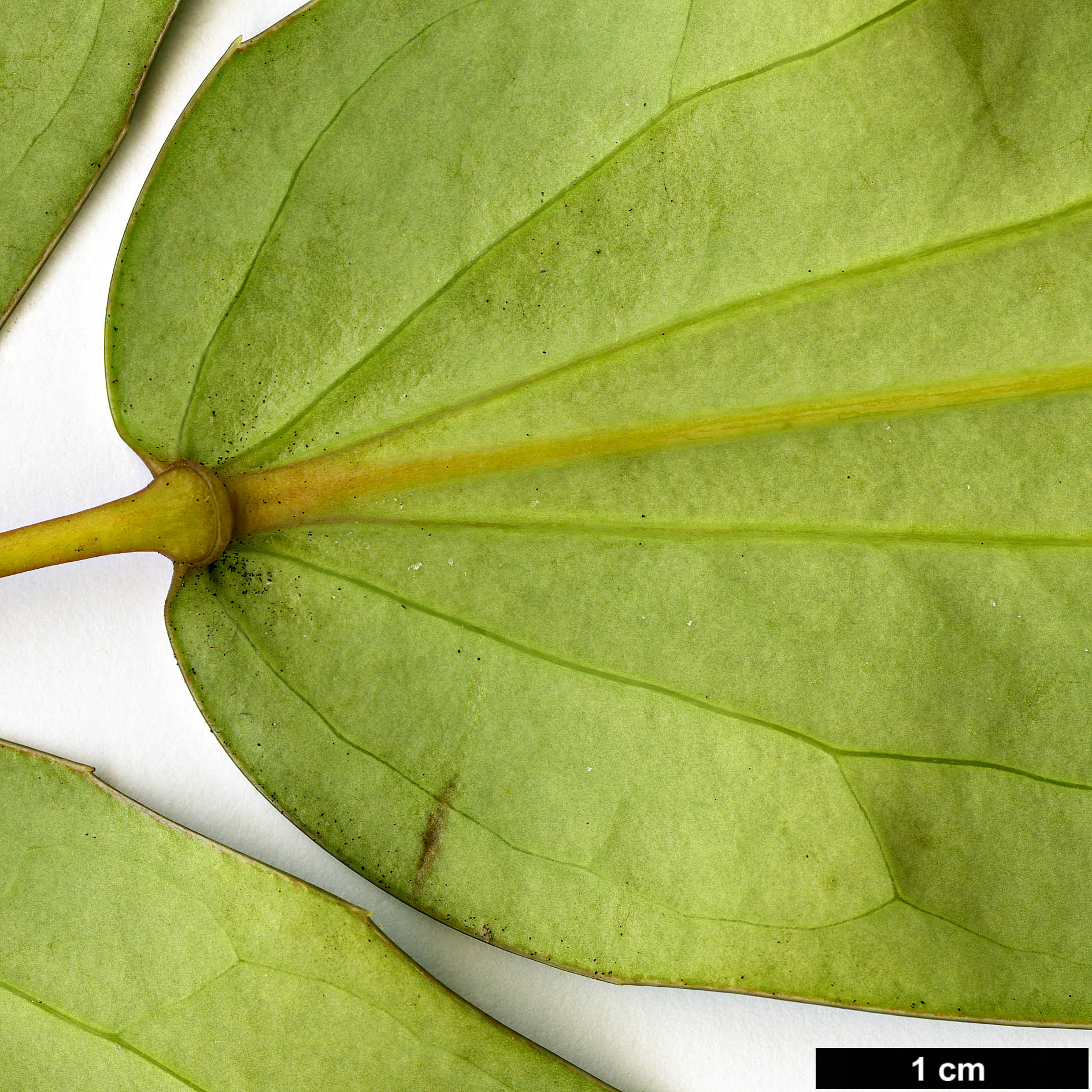 High resolution image: Family: Berberidaceae - Genus: Mahonia - Taxon: ogisui