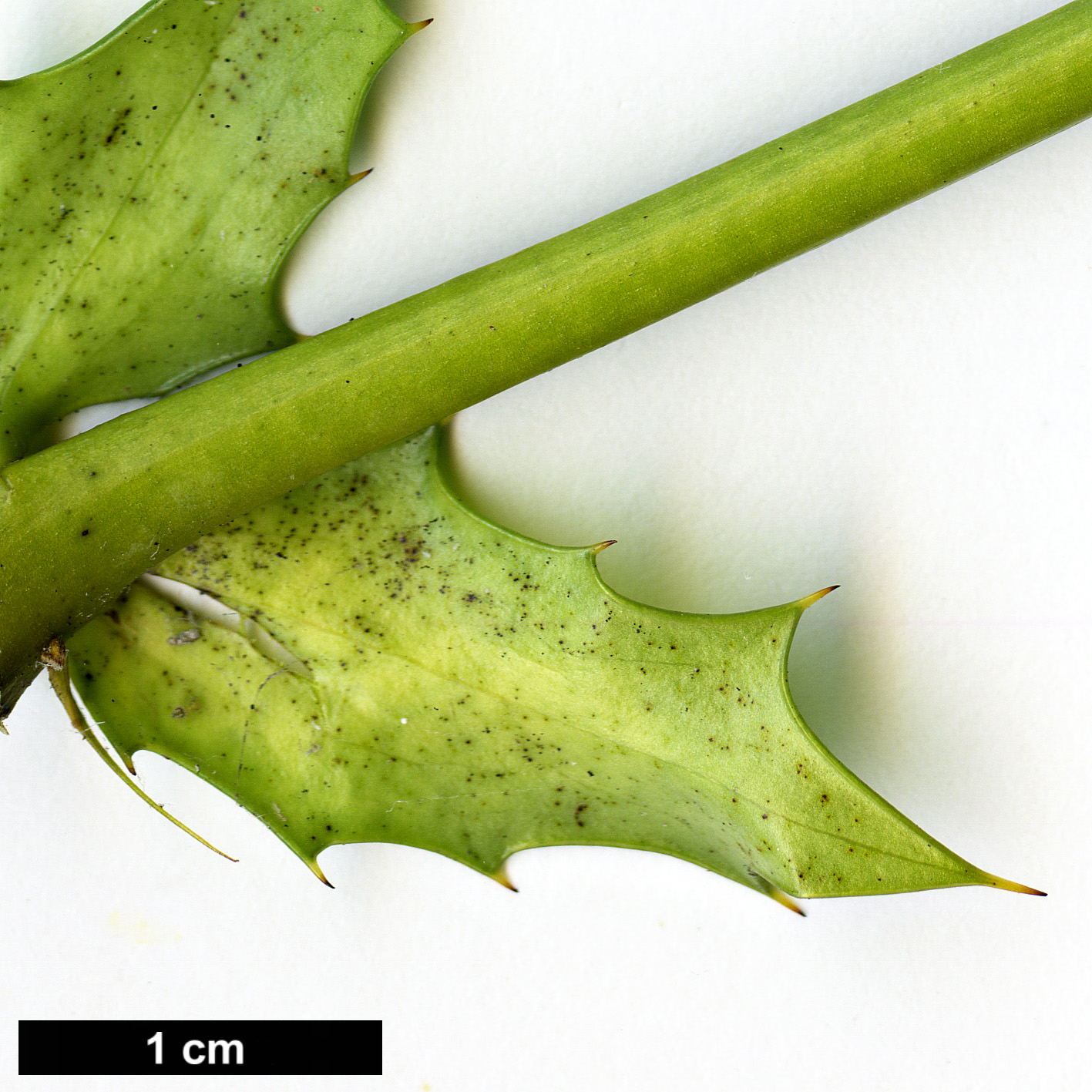 High resolution image: Family: Berberidaceae - Genus: Mahonia - Taxon: oiwakensis