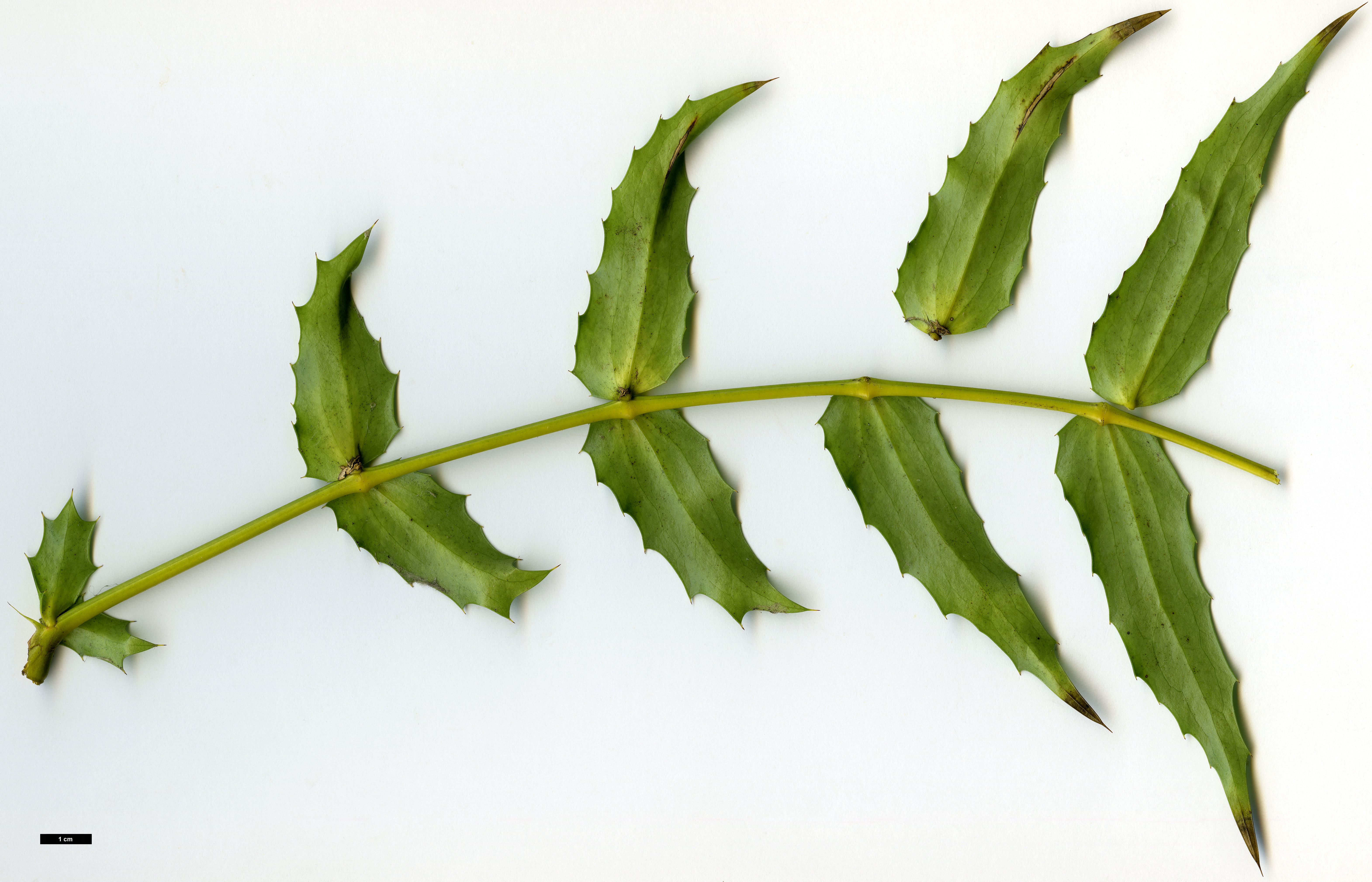 High resolution image: Family: Berberidaceae - Genus: Mahonia - Taxon: oiwakensis