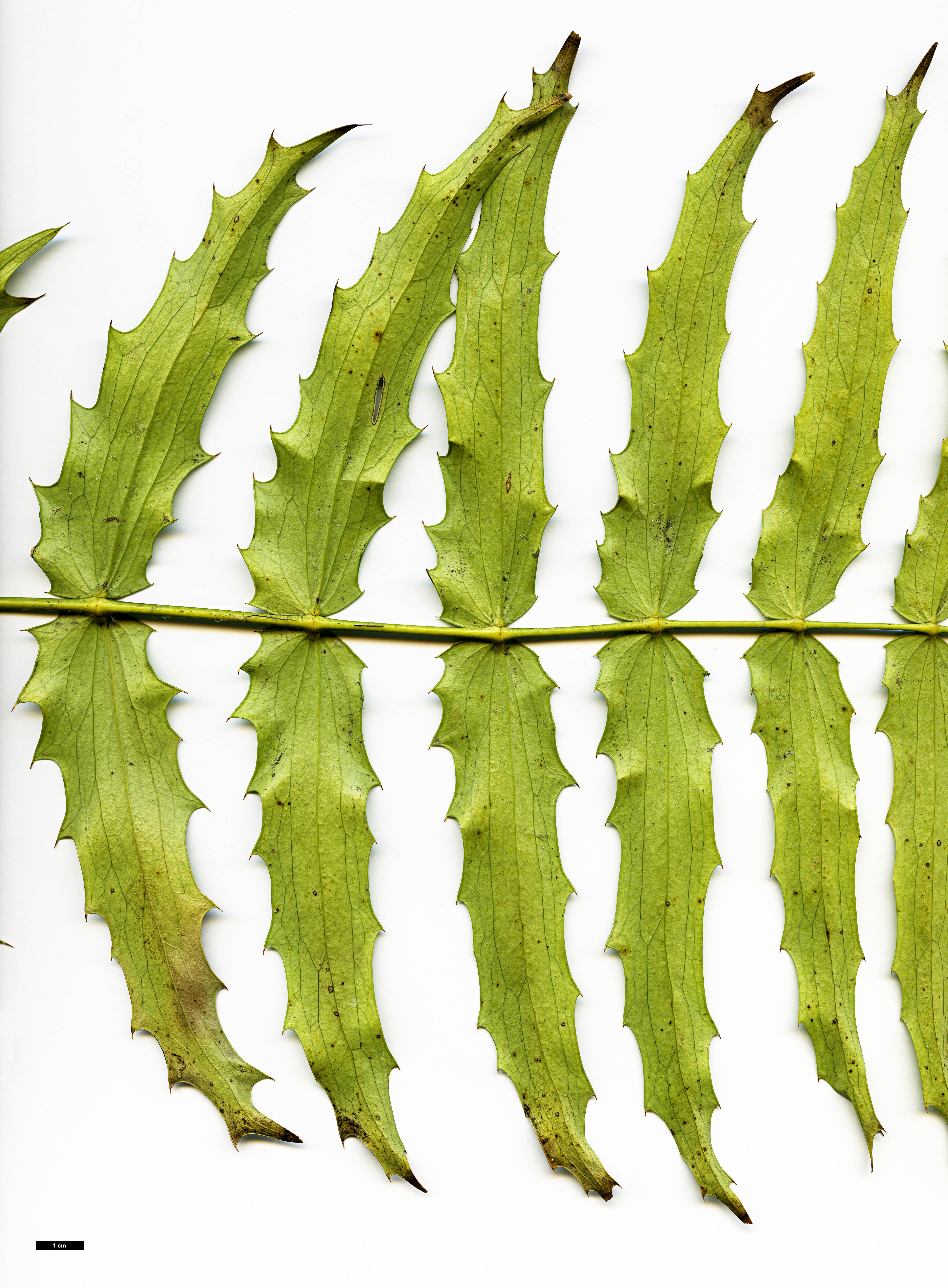 High resolution image: Family: Berberidaceae - Genus: Mahonia - Taxon: oiwakensis