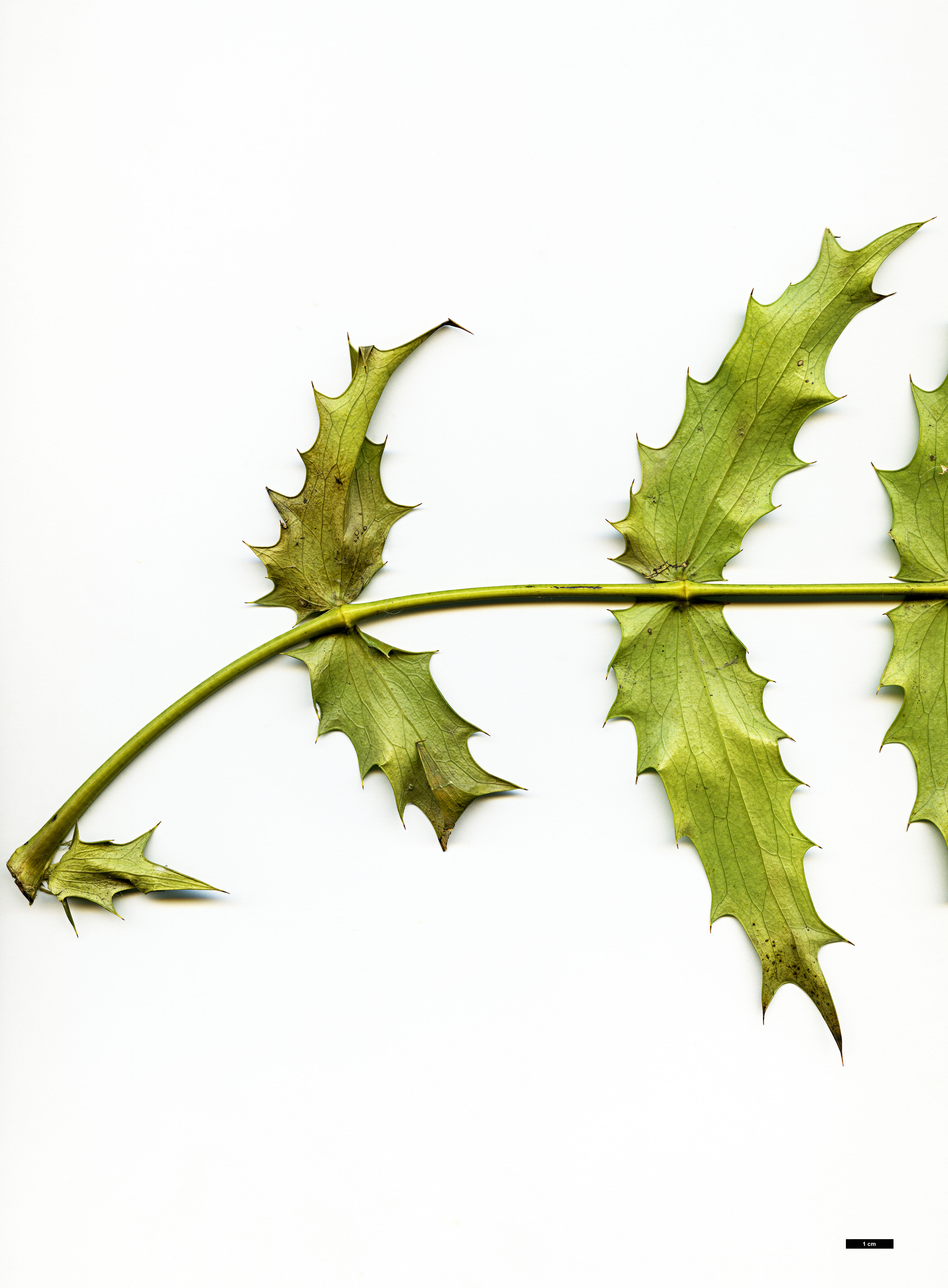 High resolution image: Family: Berberidaceae - Genus: Mahonia - Taxon: oiwakensis