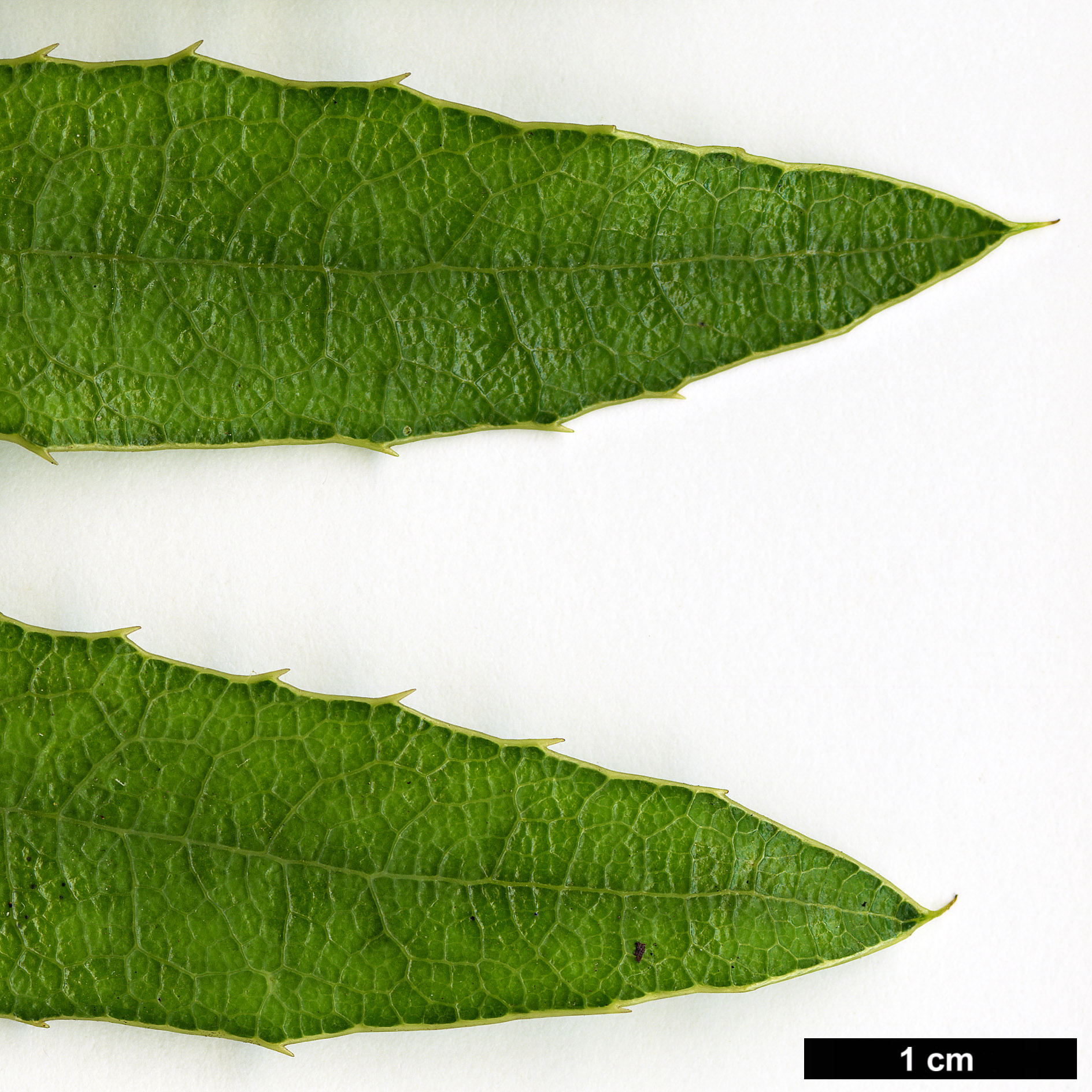 High resolution image: Family: Berberidaceae - Genus: Mahonia - Taxon: pallida