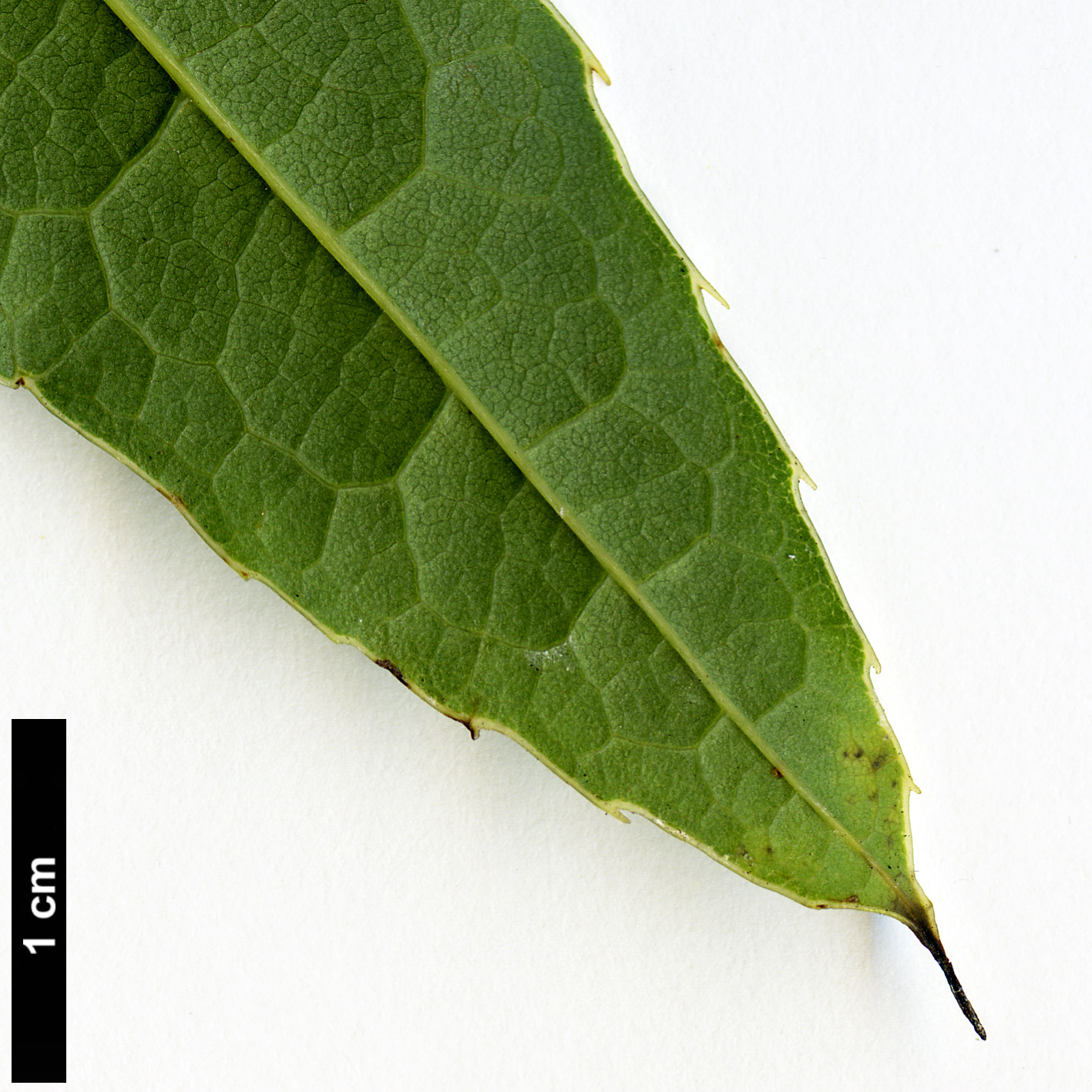 High resolution image: Family: Berberidaceae - Genus: Mahonia - Taxon: paniculata