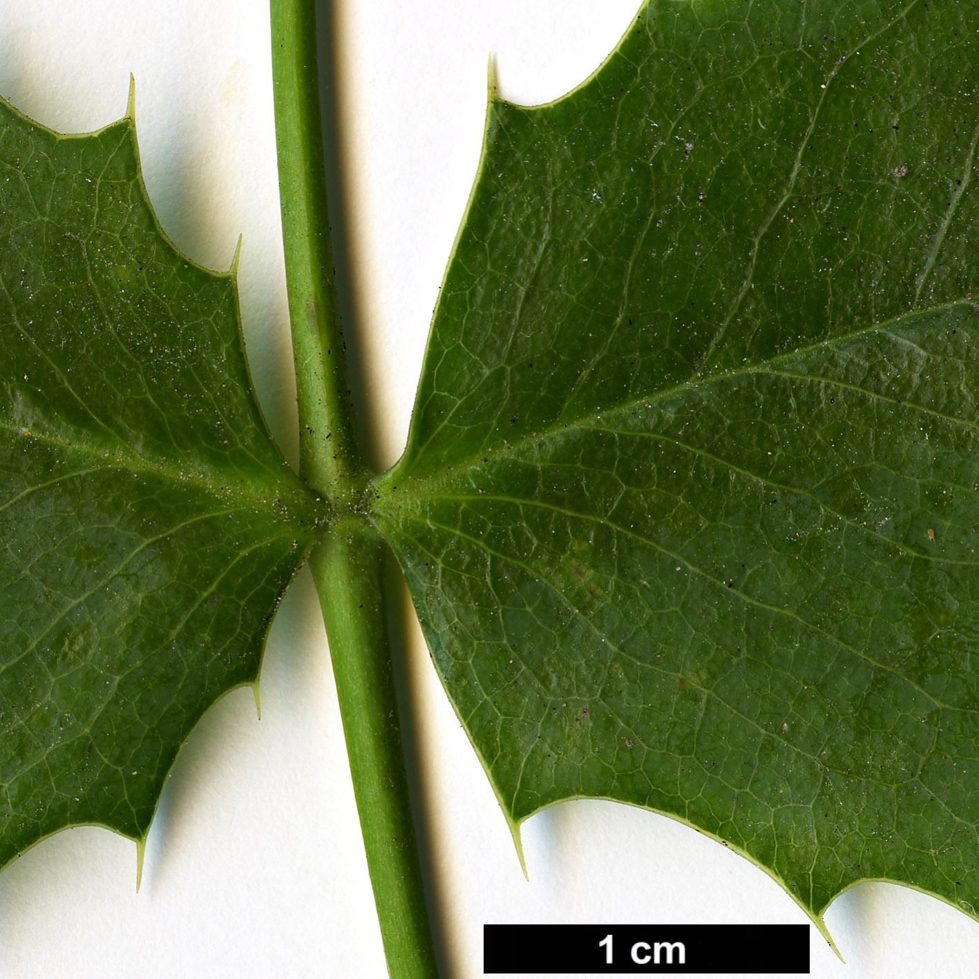 High resolution image: Family: Berberidaceae - Genus: Mahonia - Taxon: pinnata