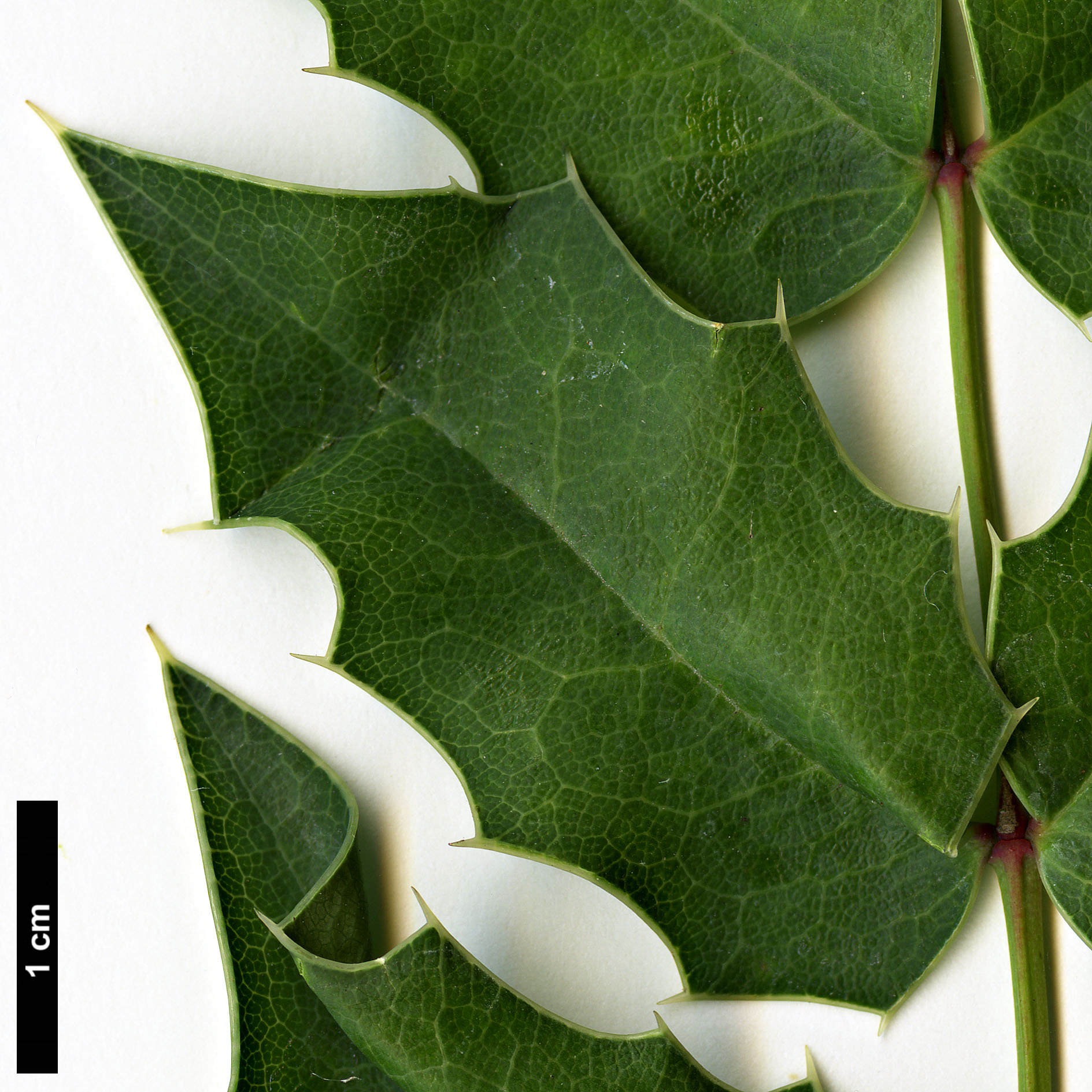 High resolution image: Family: Berberidaceae - Genus: Mahonia - Taxon: pinnata