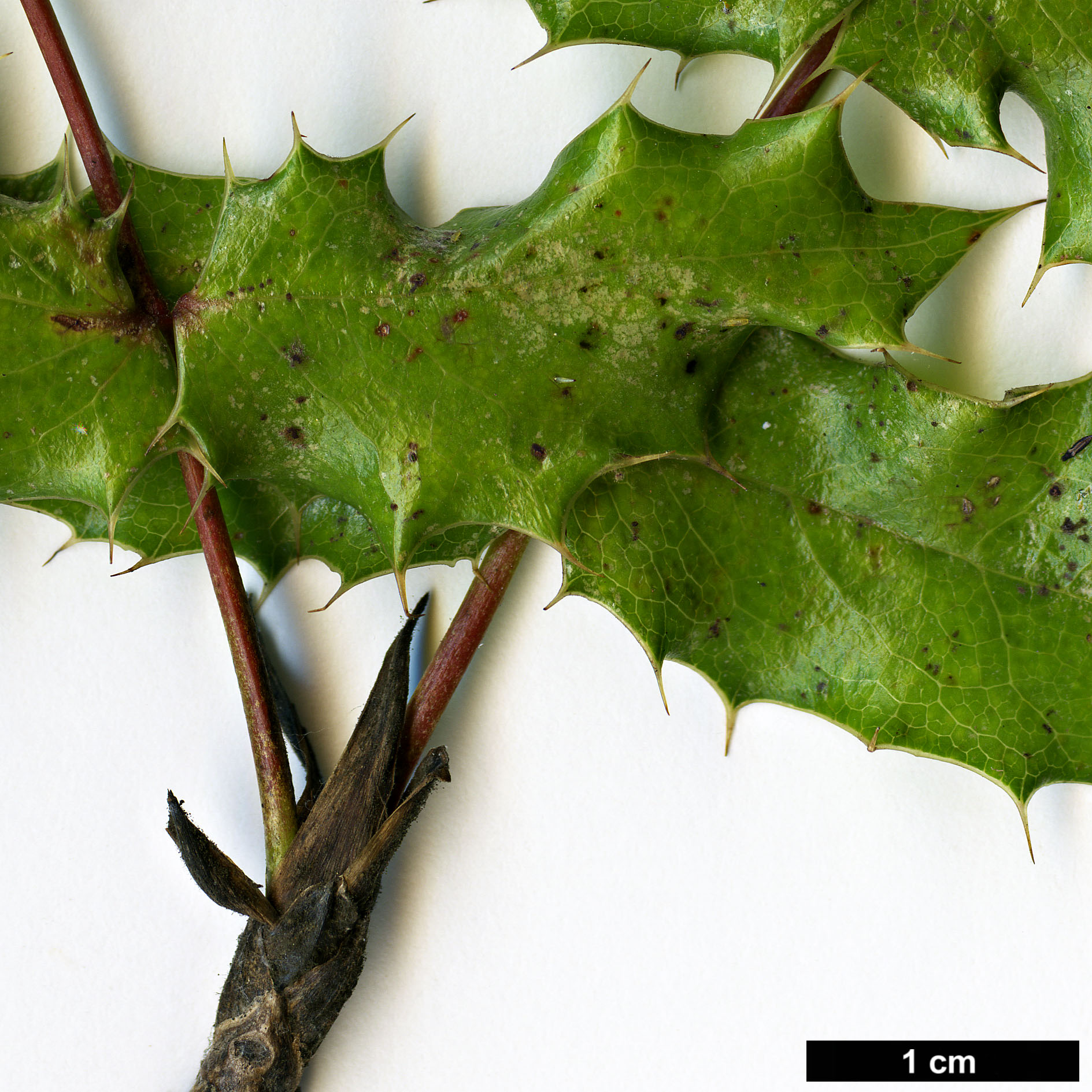 High resolution image: Family: Berberidaceae - Genus: Mahonia - Taxon: pinnata