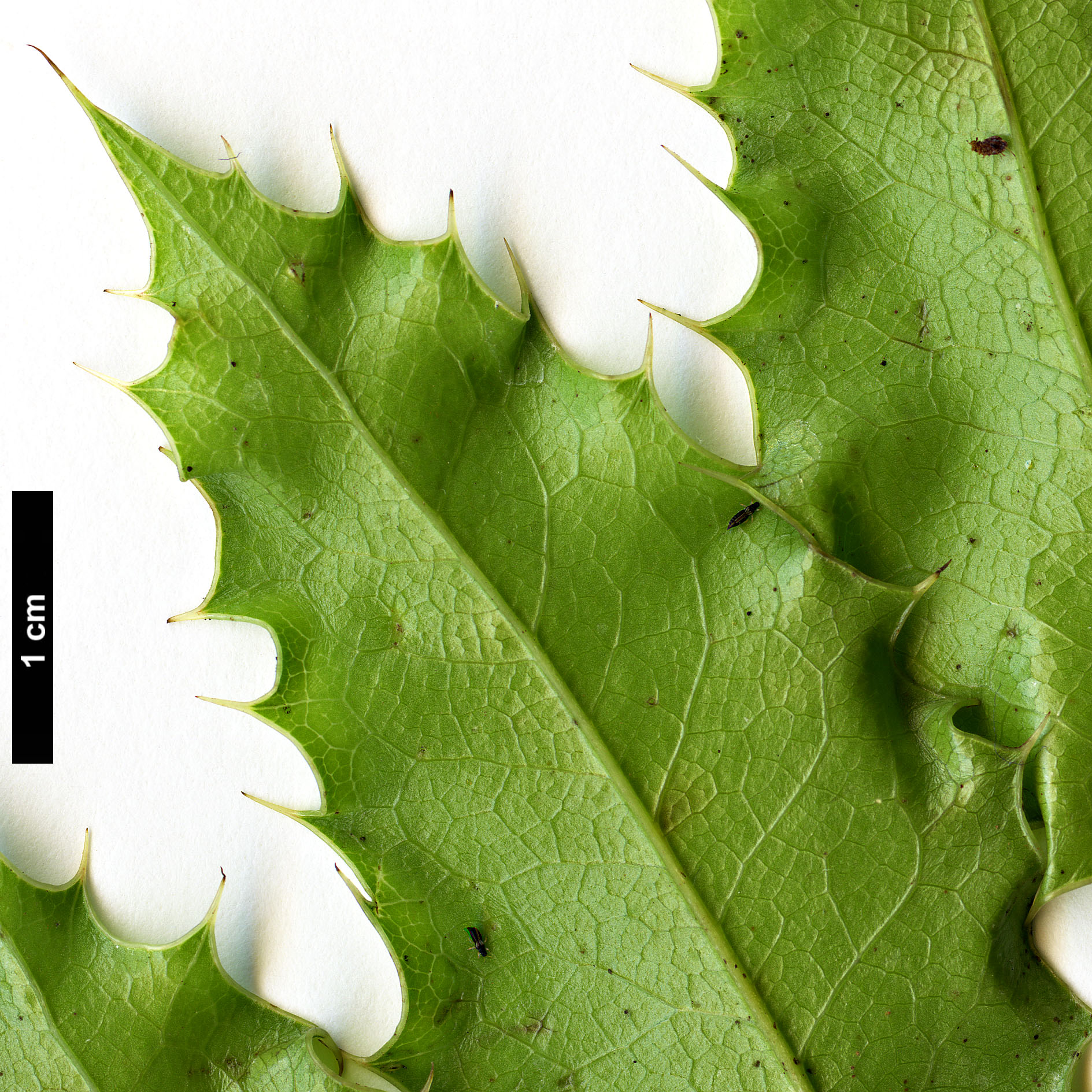 High resolution image: Family: Berberidaceae - Genus: Mahonia - Taxon: pinnata