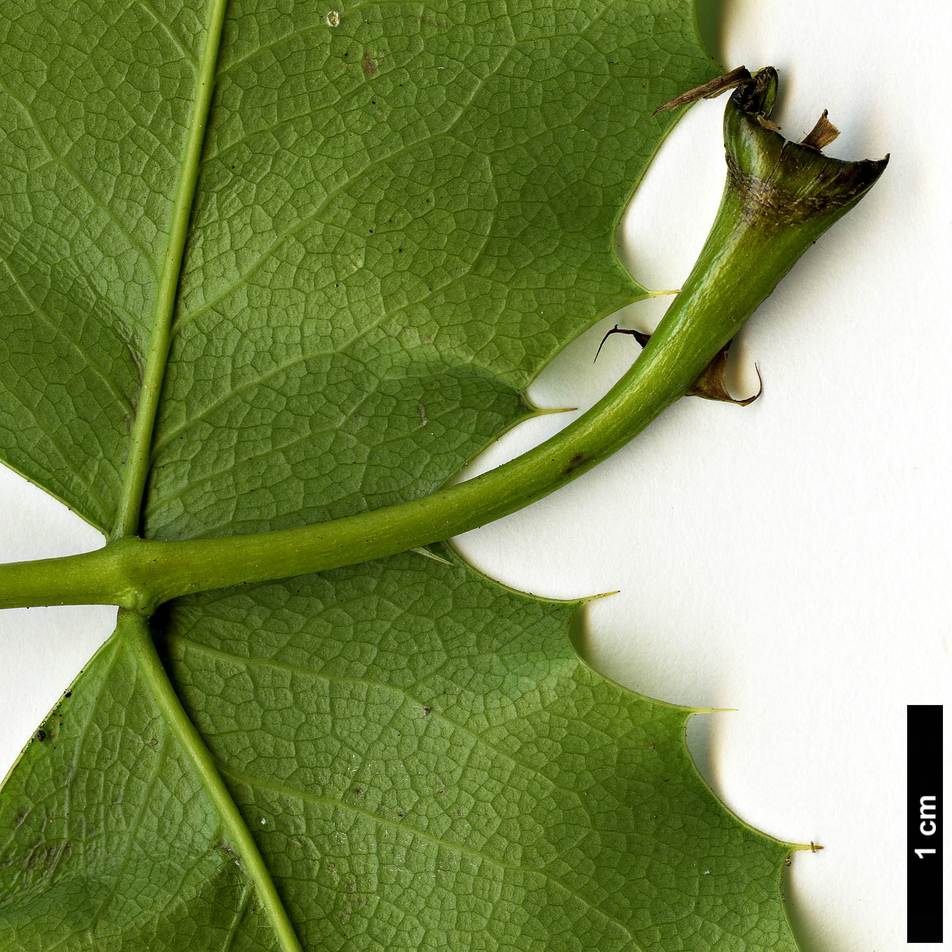 High resolution image: Family: Berberidaceae - Genus: Mahonia - Taxon: pinnata