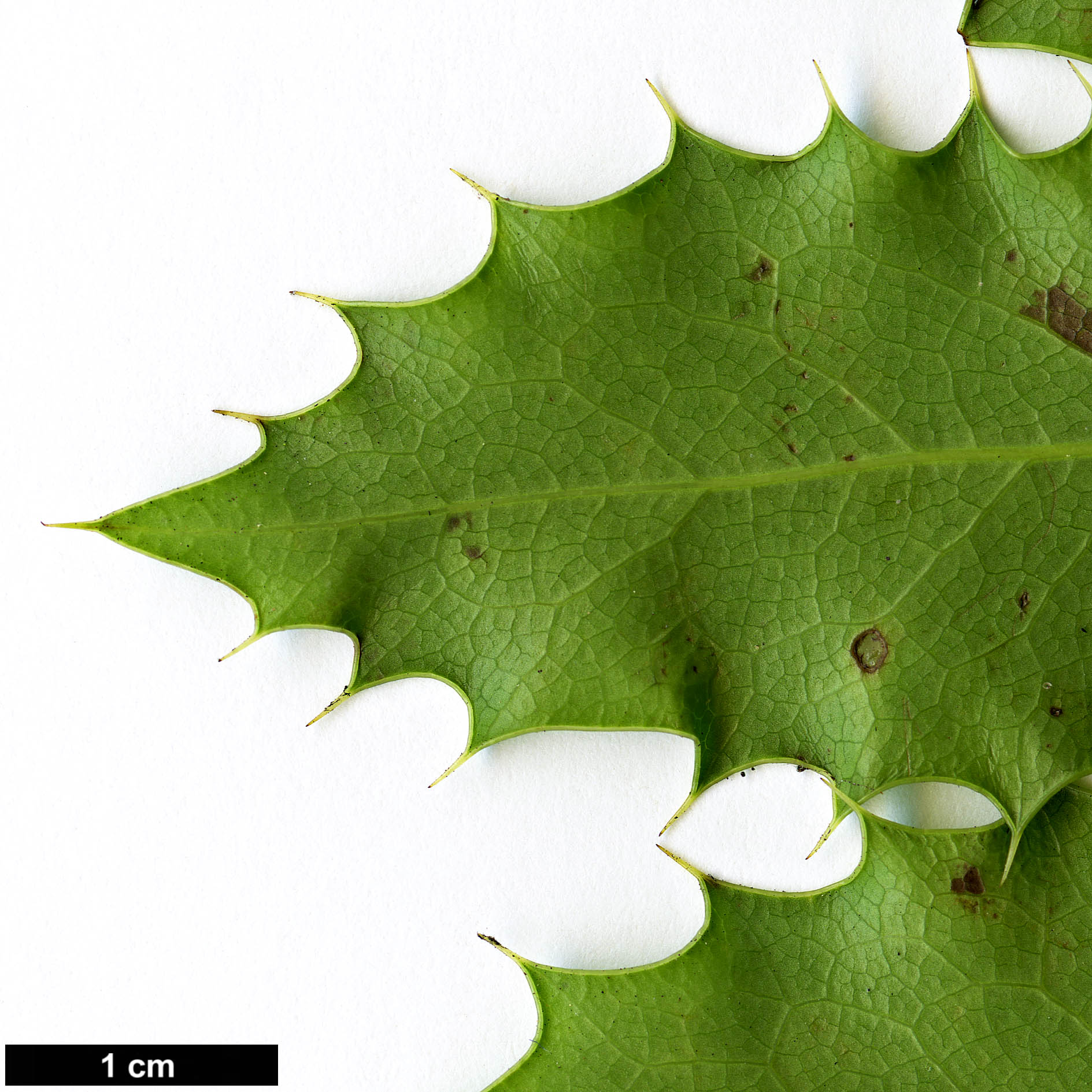 High resolution image: Family: Berberidaceae - Genus: Mahonia - Taxon: pinnata