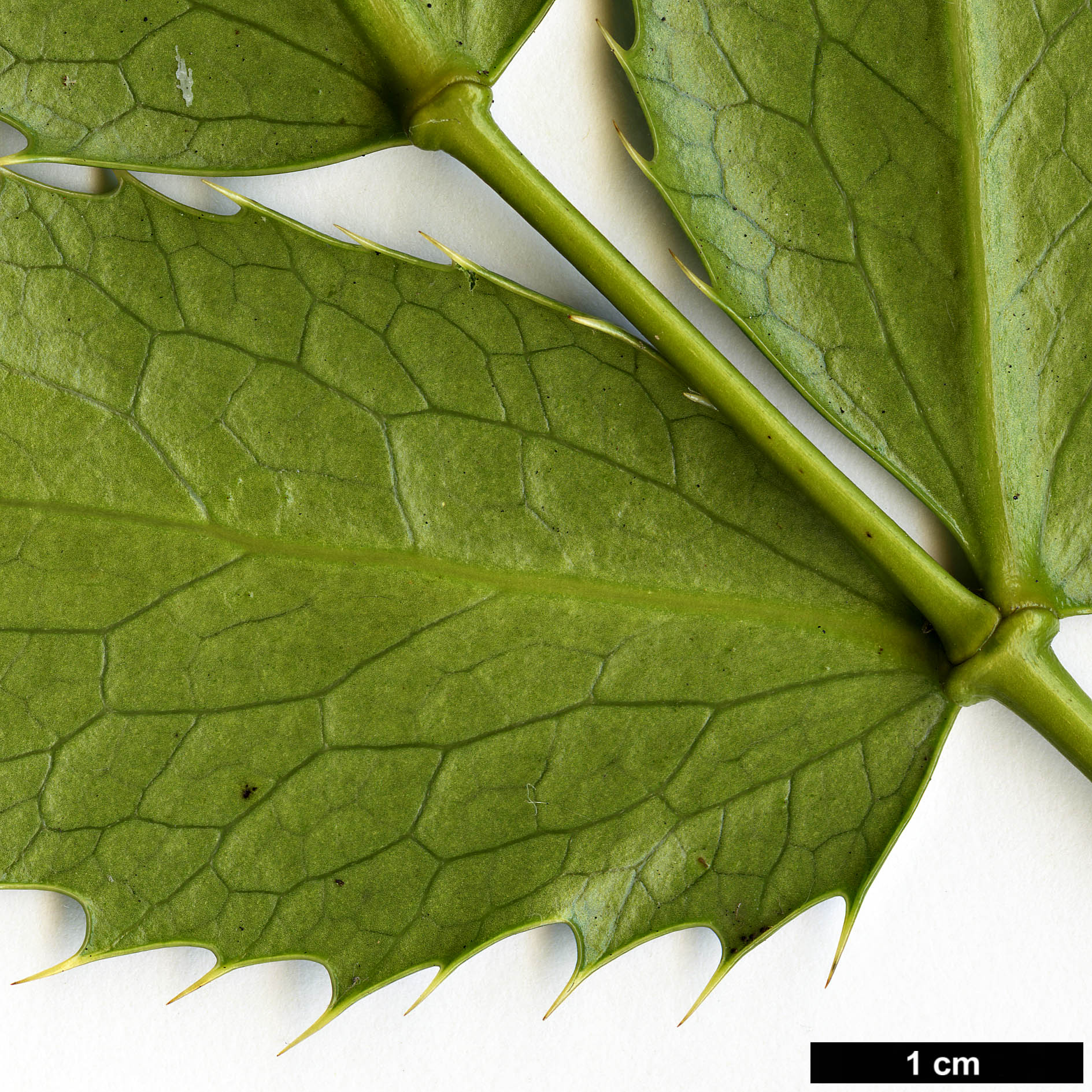 High resolution image: Family: Berberidaceae - Genus: Mahonia - Taxon: polyodonta