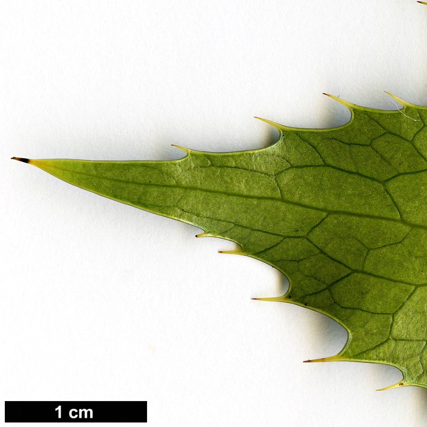 High resolution image: Family: Berberidaceae - Genus: Mahonia - Taxon: polyodonta