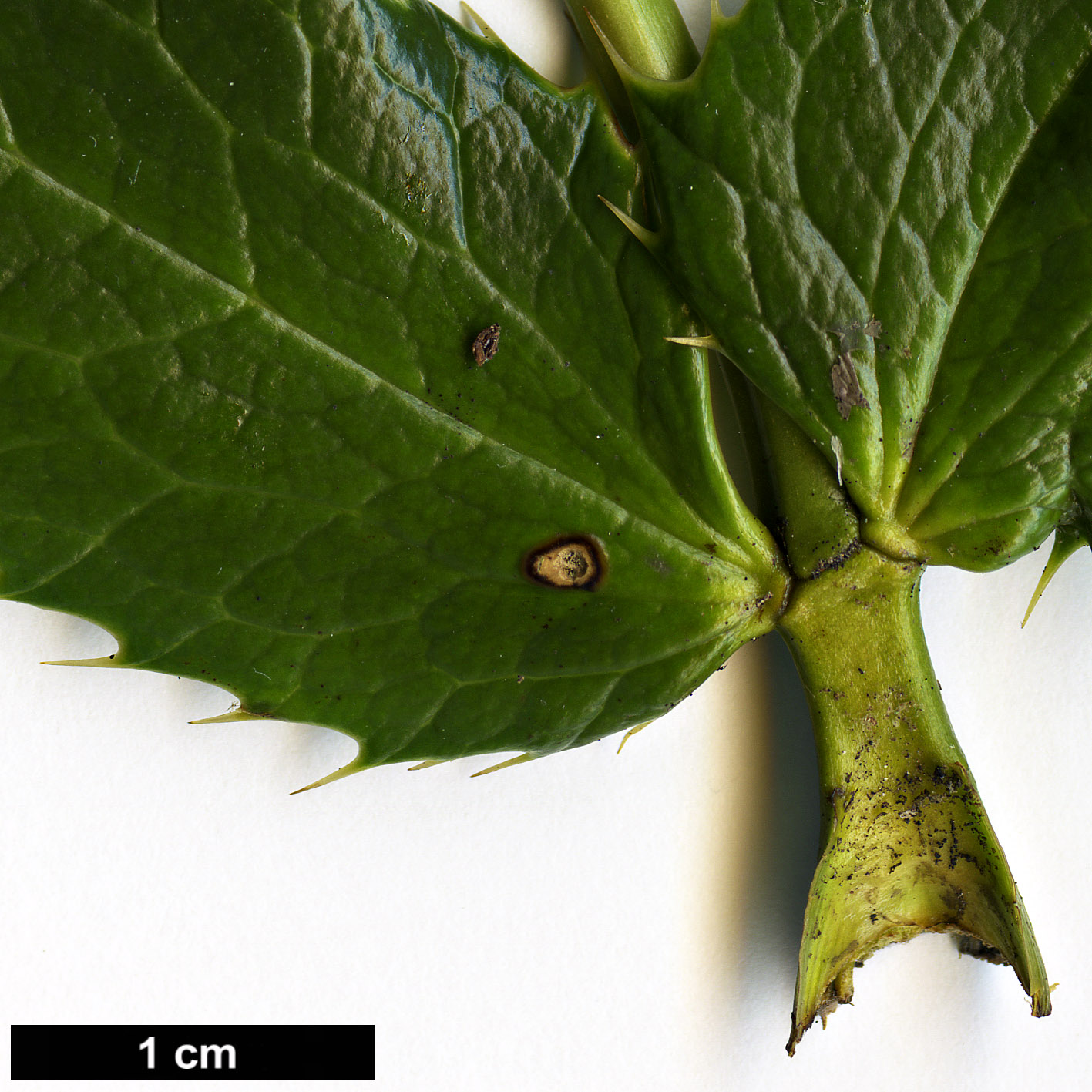 High resolution image: Family: Berberidaceae - Genus: Mahonia - Taxon: polyodonta