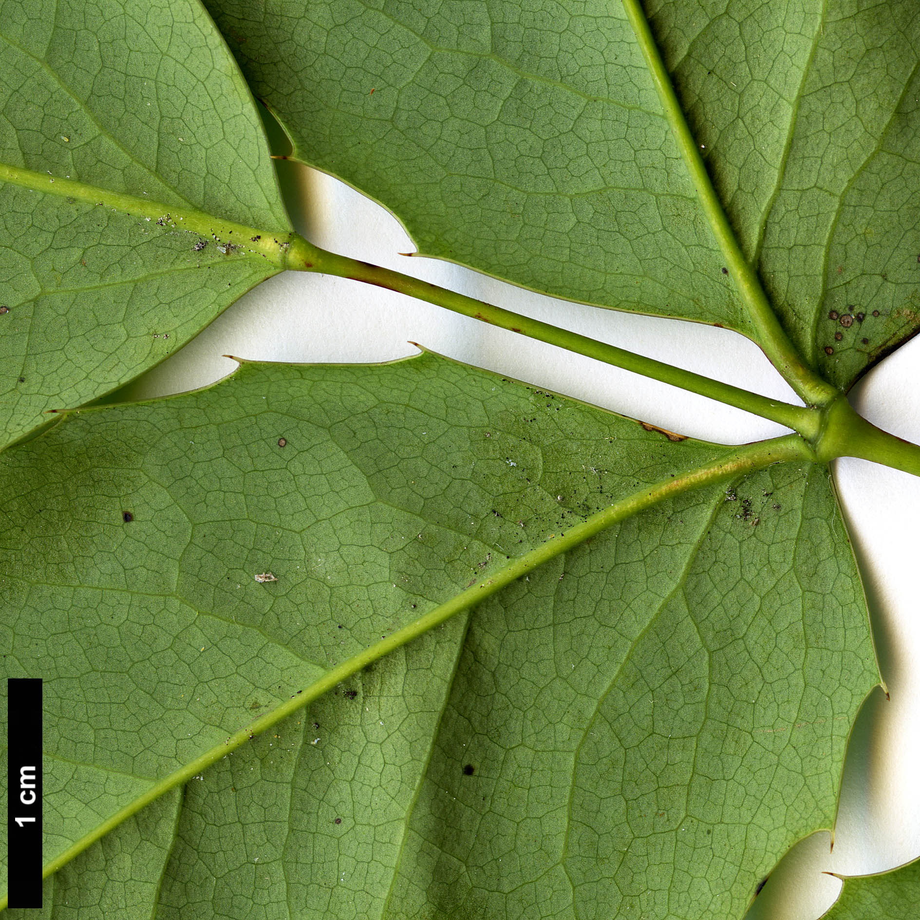 High resolution image: Family: Berberidaceae - Genus: Mahonia - Taxon: repens