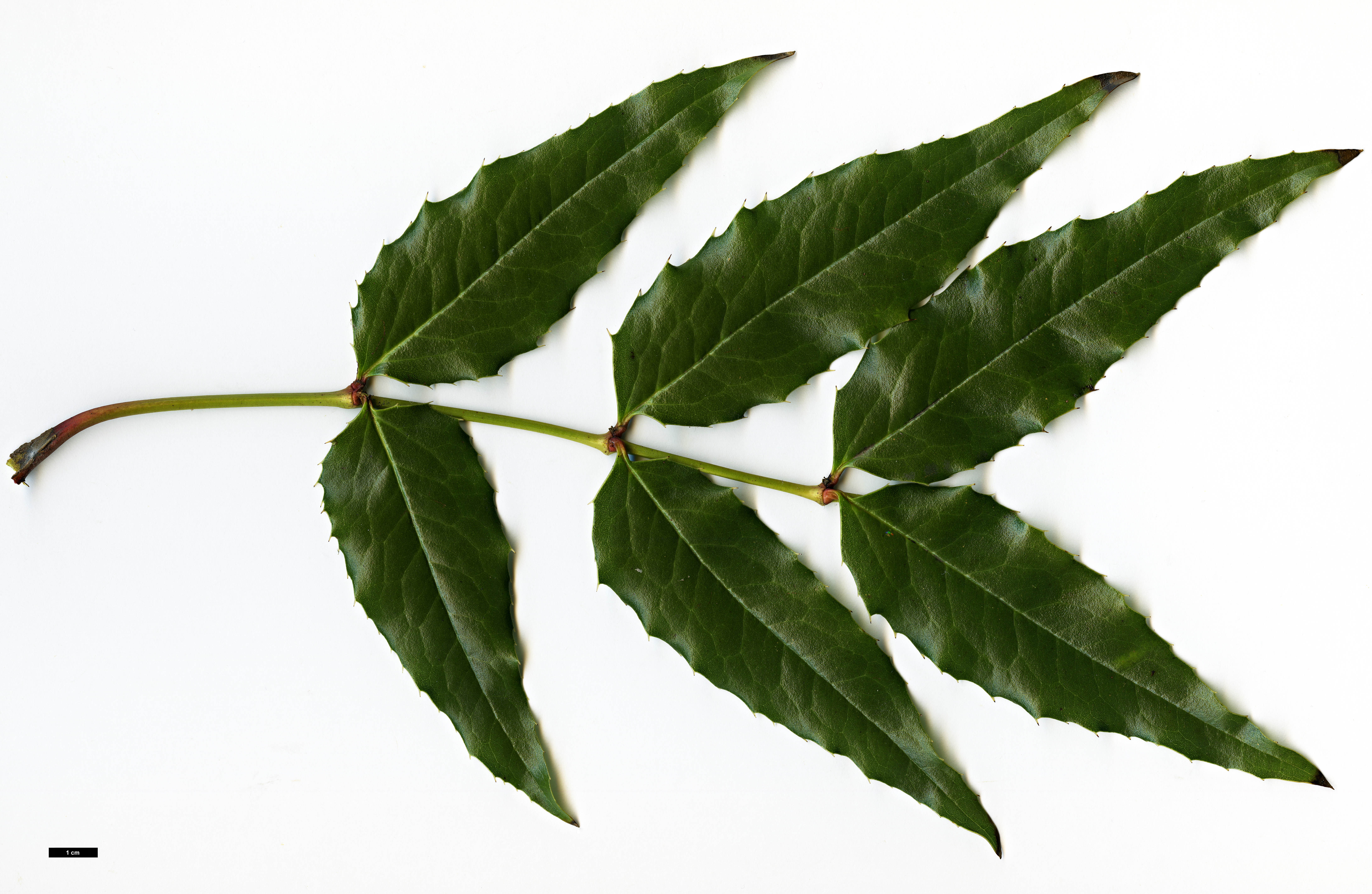 High resolution image: Family: Berberidaceae - Genus: Mahonia - Taxon: russellii