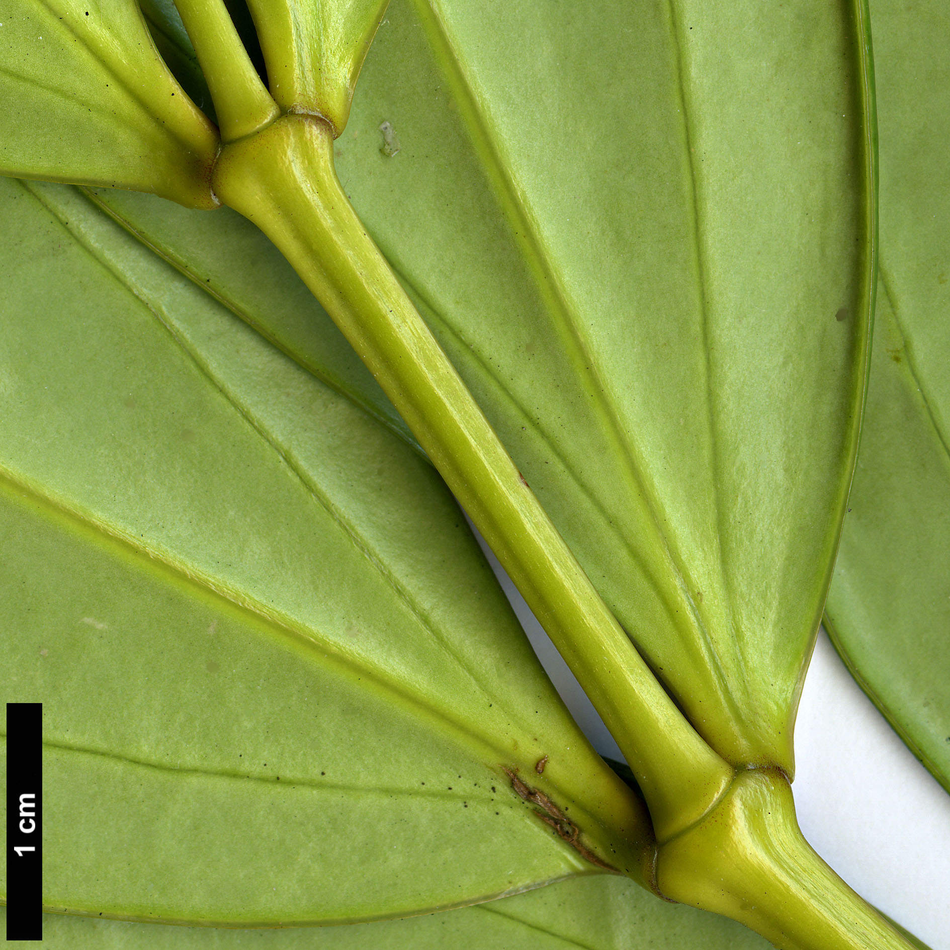 High resolution image: Family: Berberidaceae - Genus: Mahonia - Taxon: shenii