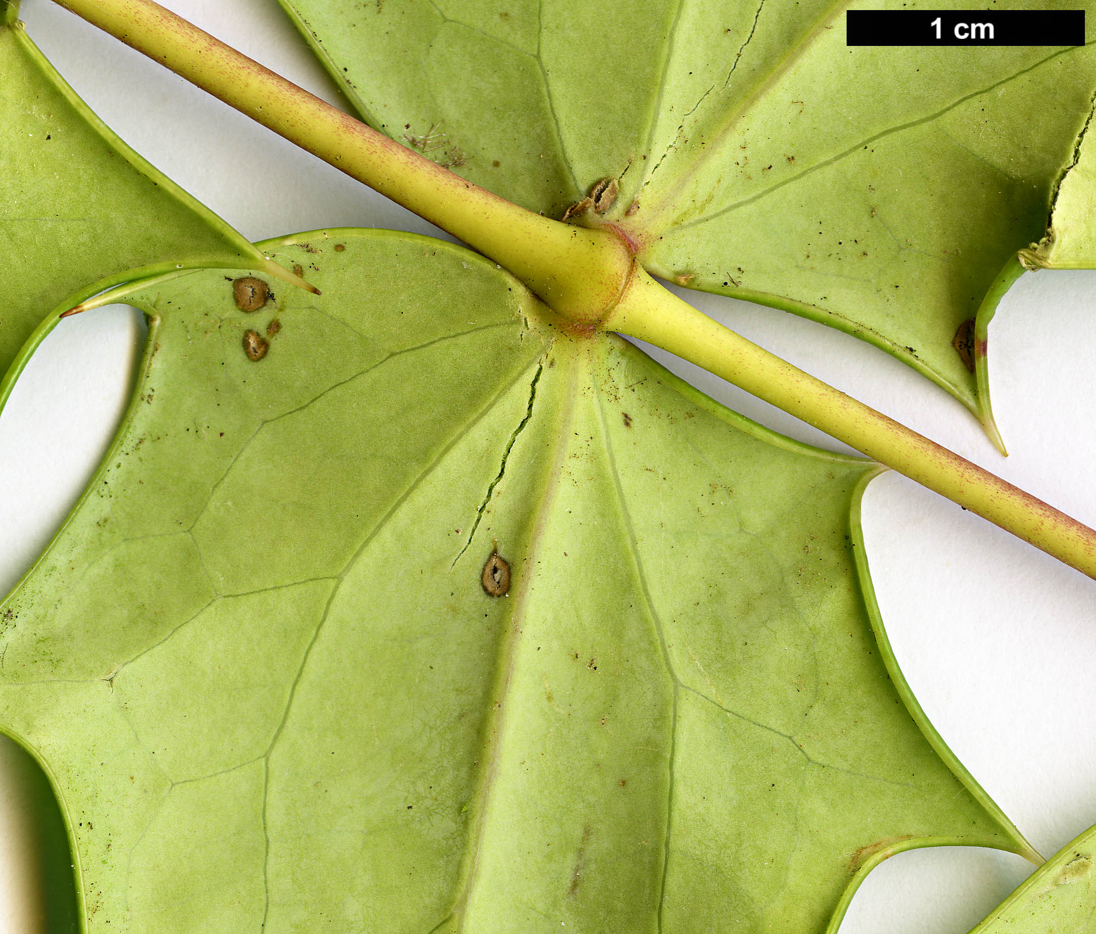 High resolution image: Family: Berberidaceae - Genus: Mahonia - Taxon: sheridaniana