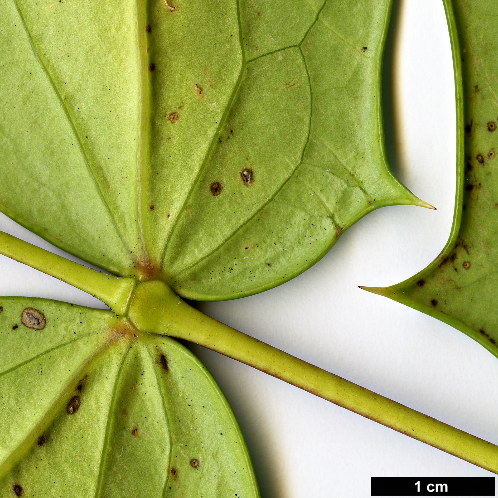 High resolution image: Family: Berberidaceae - Genus: Mahonia - Taxon: sheridaniana