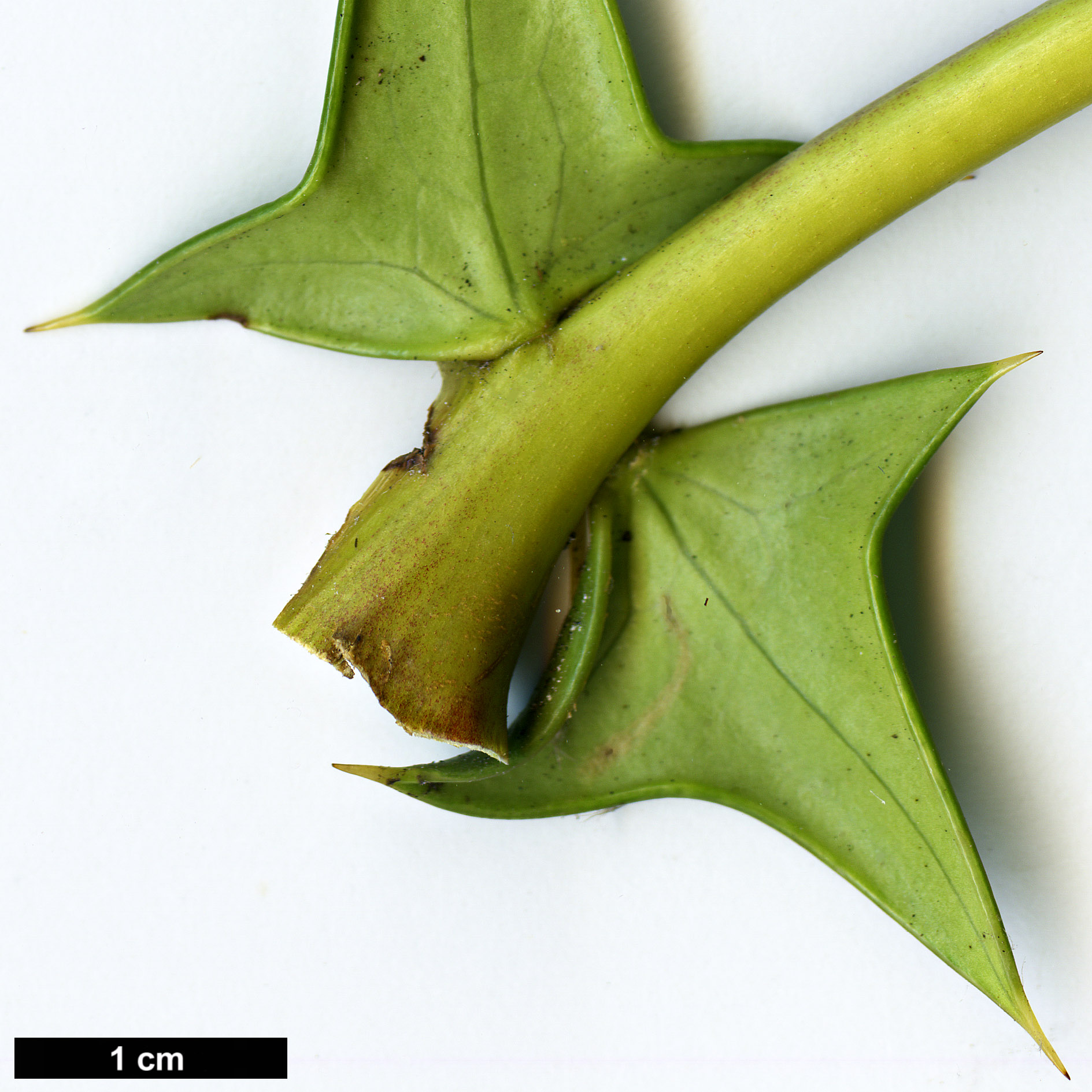 High resolution image: Family: Berberidaceae - Genus: Mahonia - Taxon: sheridaniana