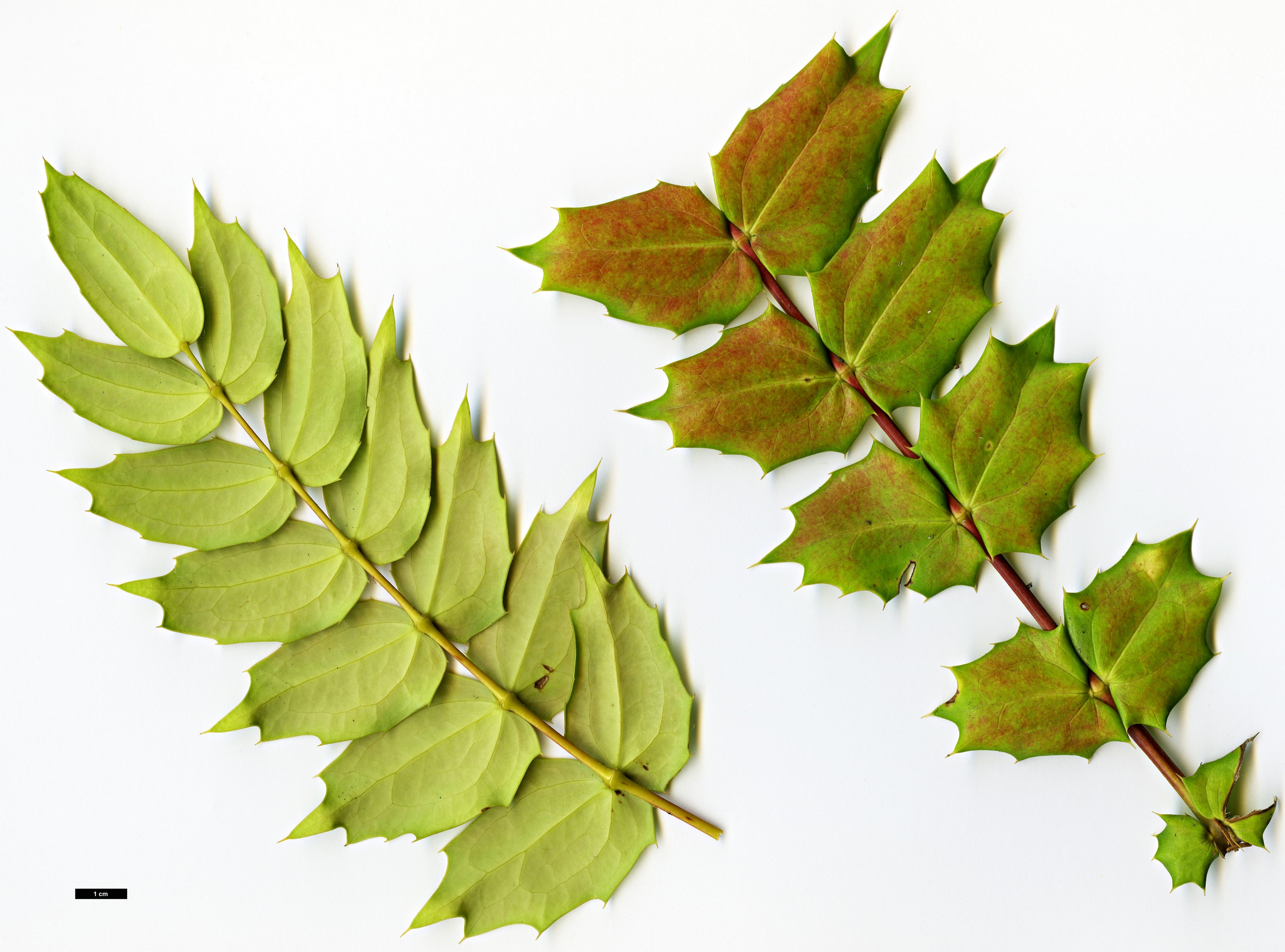 High resolution image: Family: Berberidaceae - Genus: Mahonia - Taxon: subimbricata