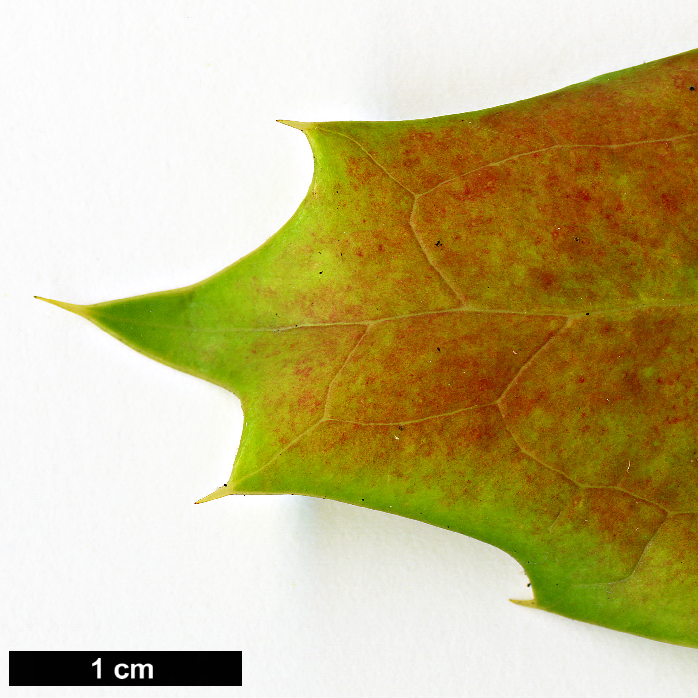 High resolution image: Family: Berberidaceae - Genus: Mahonia - Taxon: subimbricata