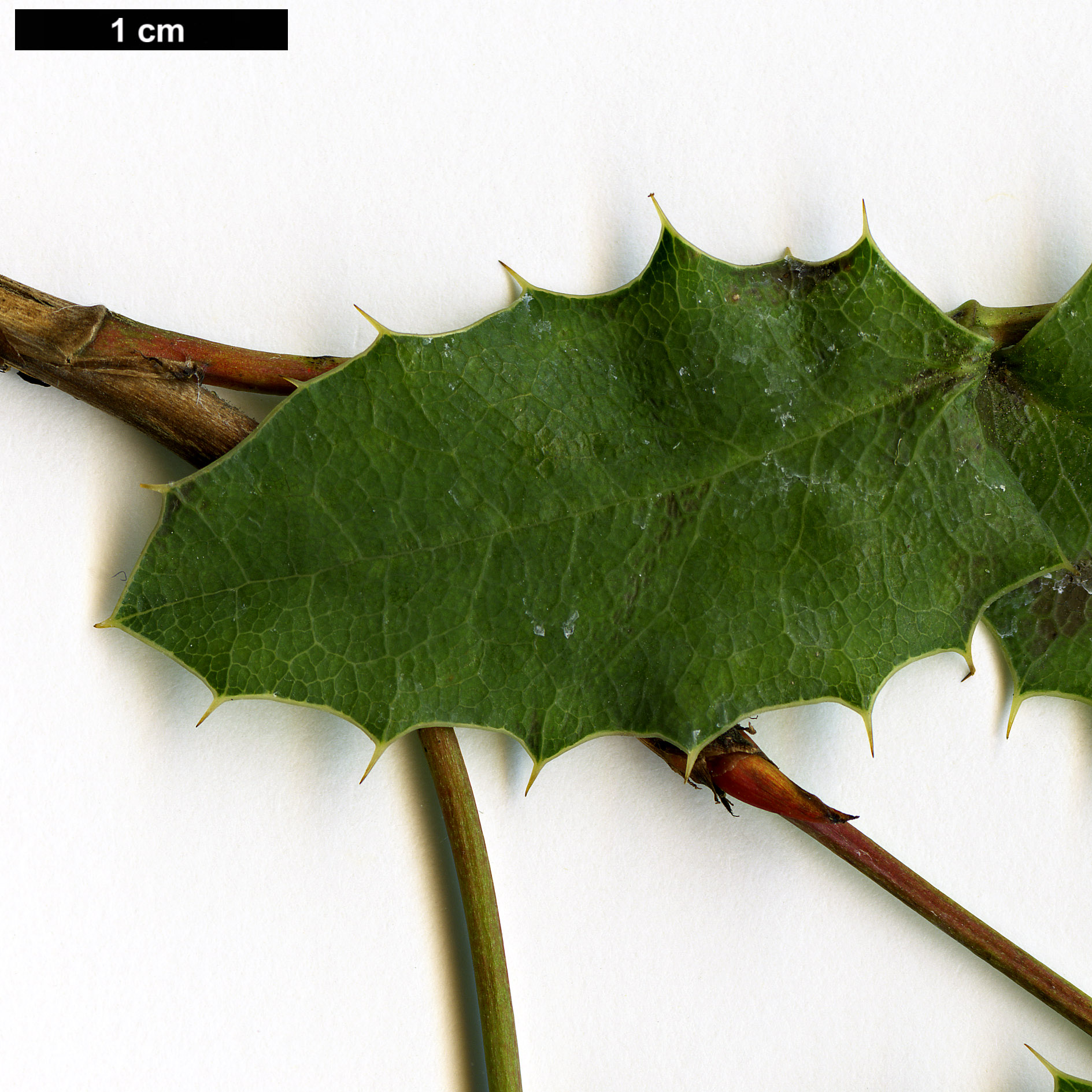 High resolution image: Family: Berberidaceae - Genus: Mahonia - Taxon: volcania