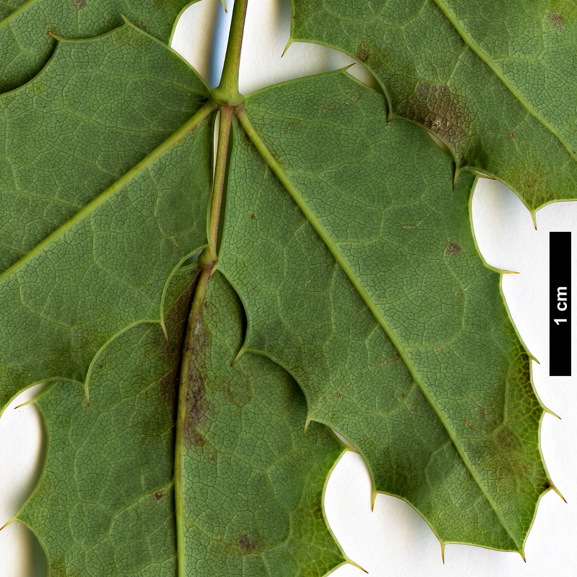 High resolution image: Family: Berberidaceae - Genus: Mahonia - Taxon: volcania