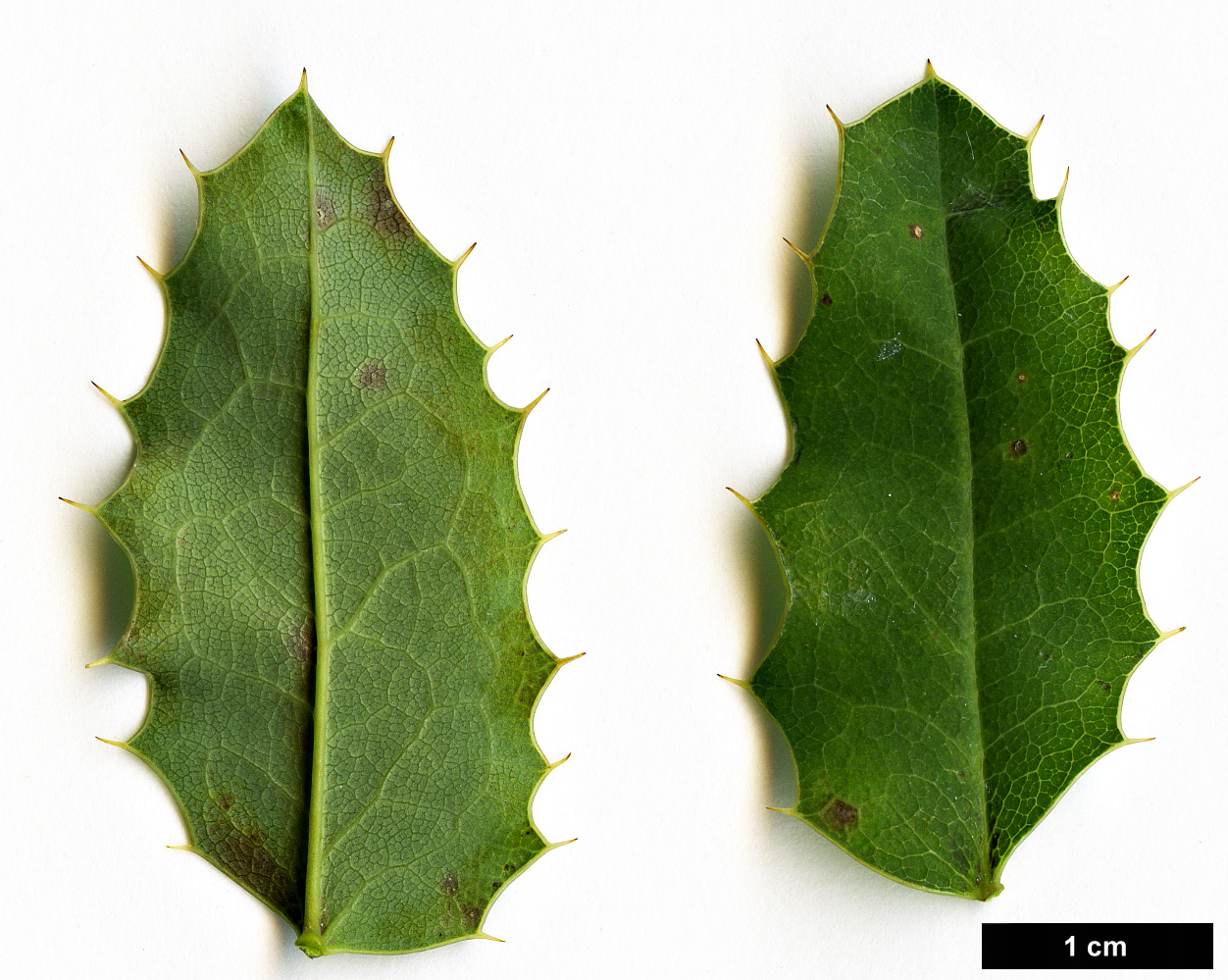 High resolution image: Family: Berberidaceae - Genus: Mahonia - Taxon: volcania