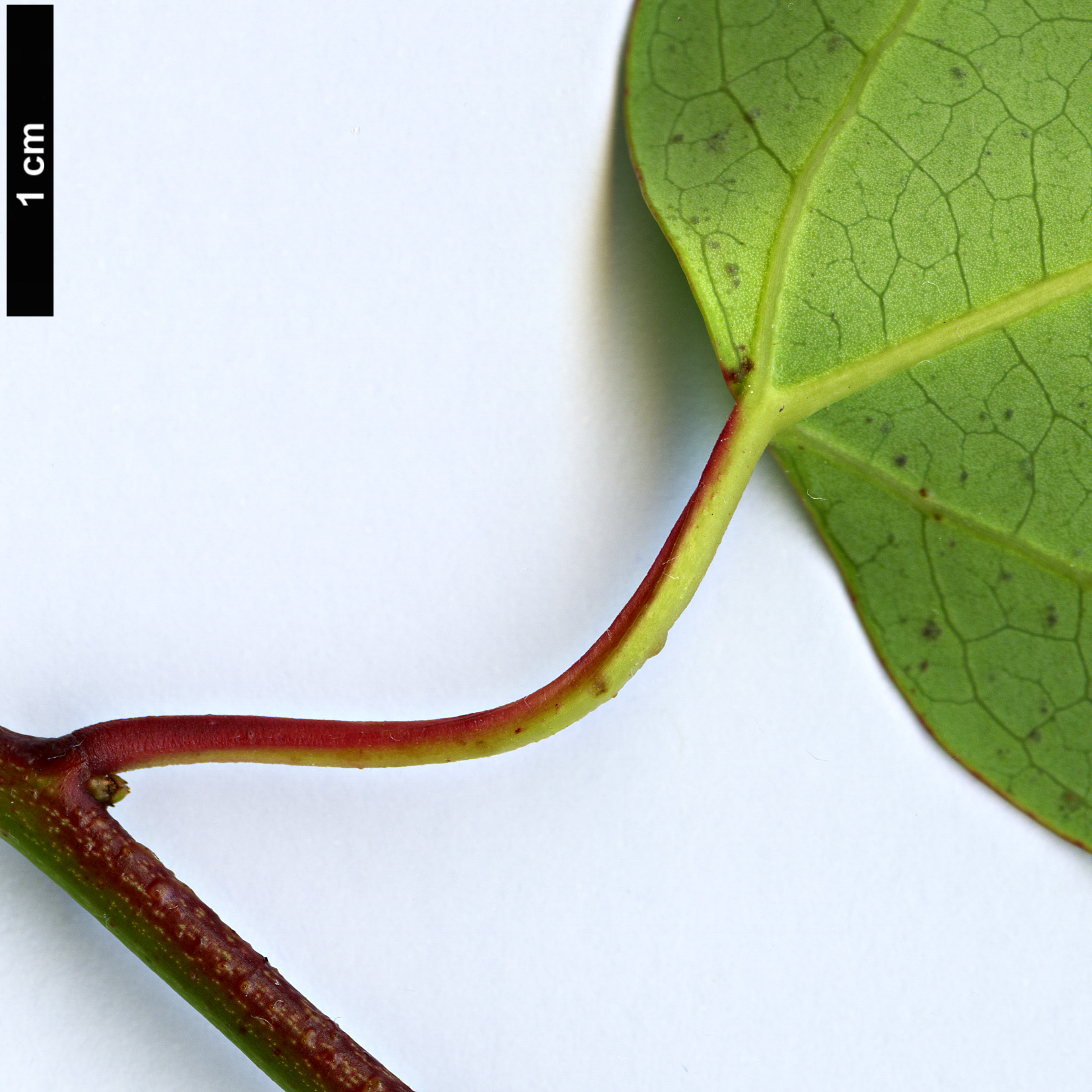 High resolution image: Family: Berberidopsidaceae - Genus: Berberidopsis - Taxon: beckleri