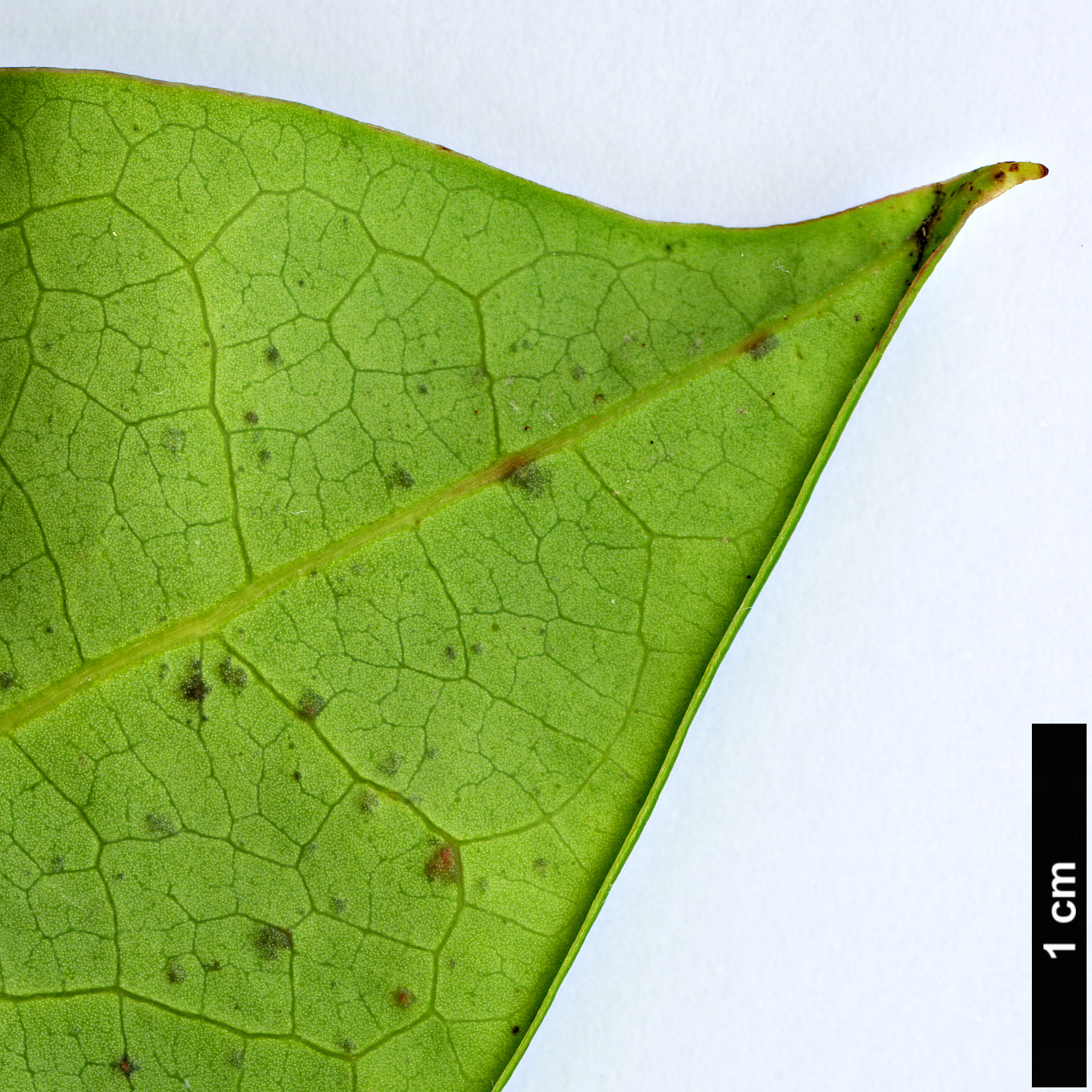 High resolution image: Family: Berberidopsidaceae - Genus: Berberidopsis - Taxon: beckleri