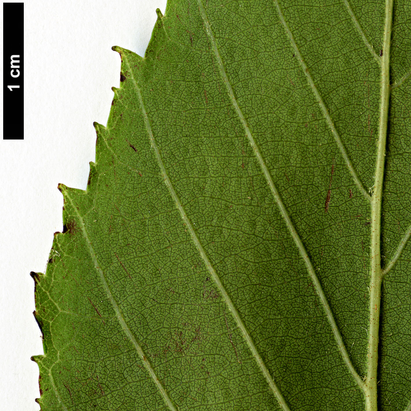 High resolution image: Family: Betulaceae - Genus: Alnus - Taxon: acuminata