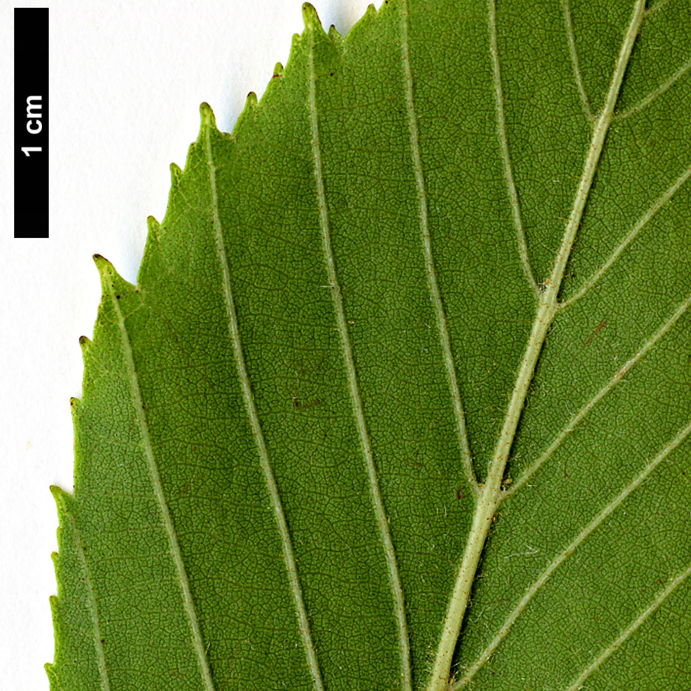 High resolution image: Family: Betulaceae - Genus: Alnus - Taxon: acuminata