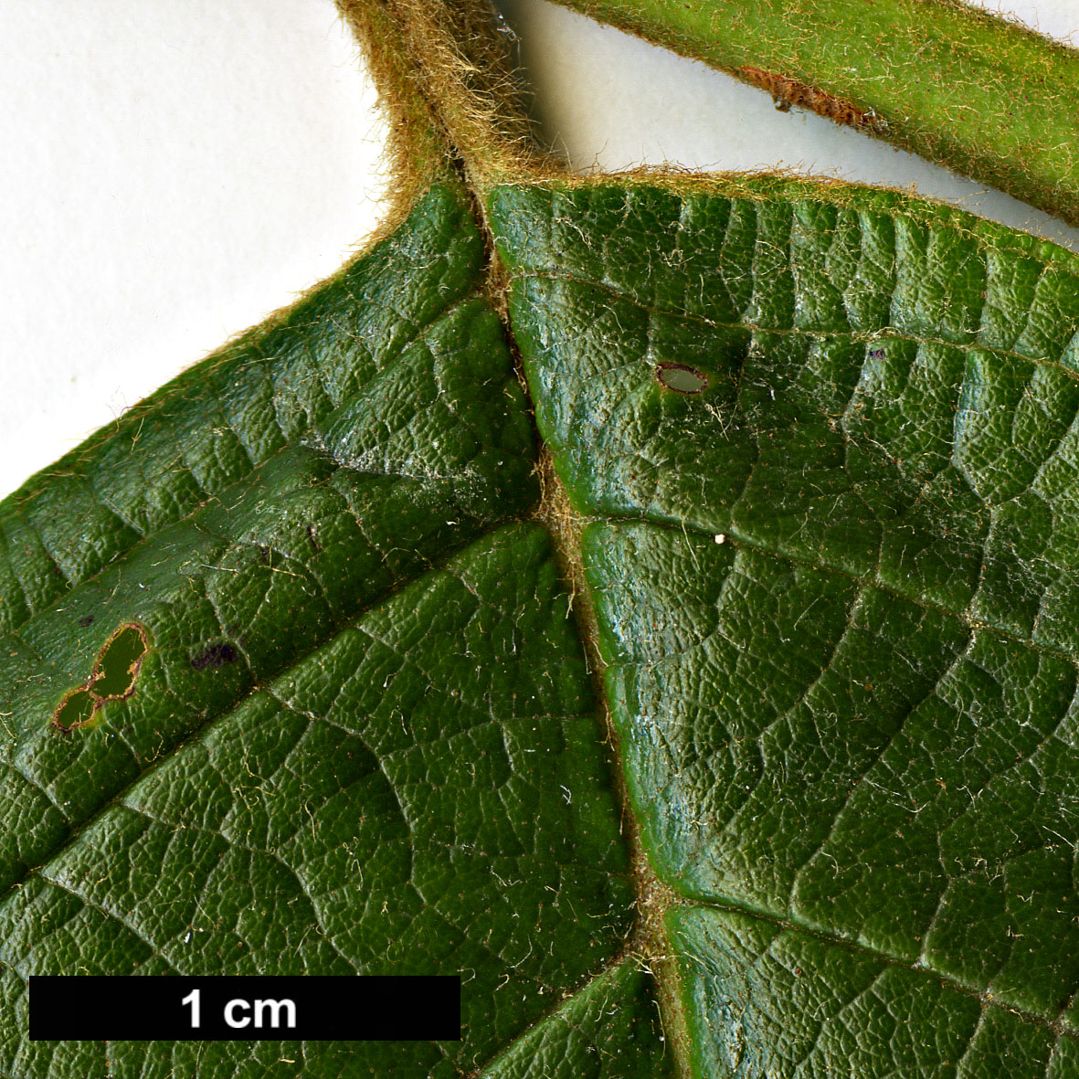 High resolution image: Family: Betulaceae - Genus: Alnus - Taxon: acuminata