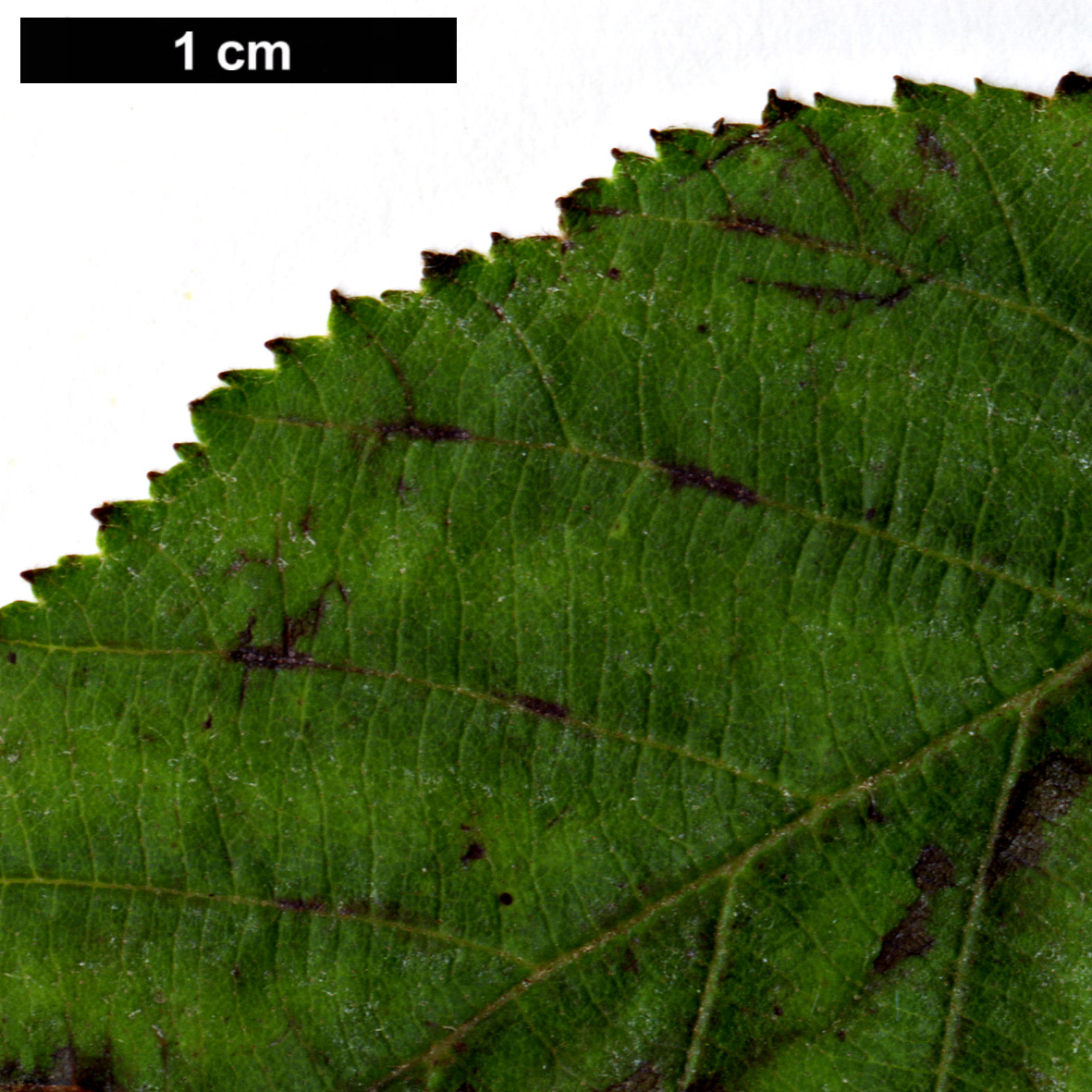 High resolution image: Family: Betulaceae - Genus: Alnus - Taxon: acuminata