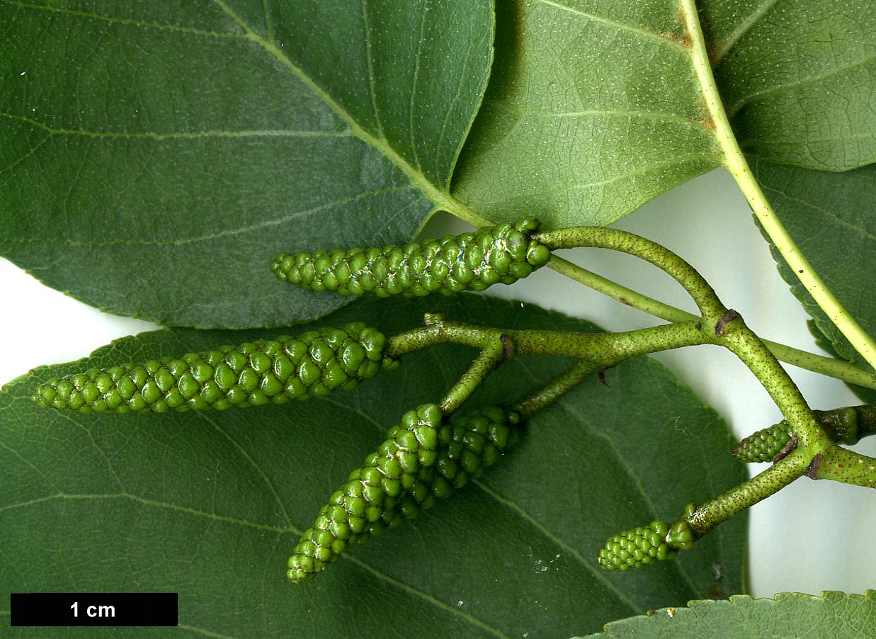 High resolution image: Family: Betulaceae - Genus: Alnus - Taxon: cordata