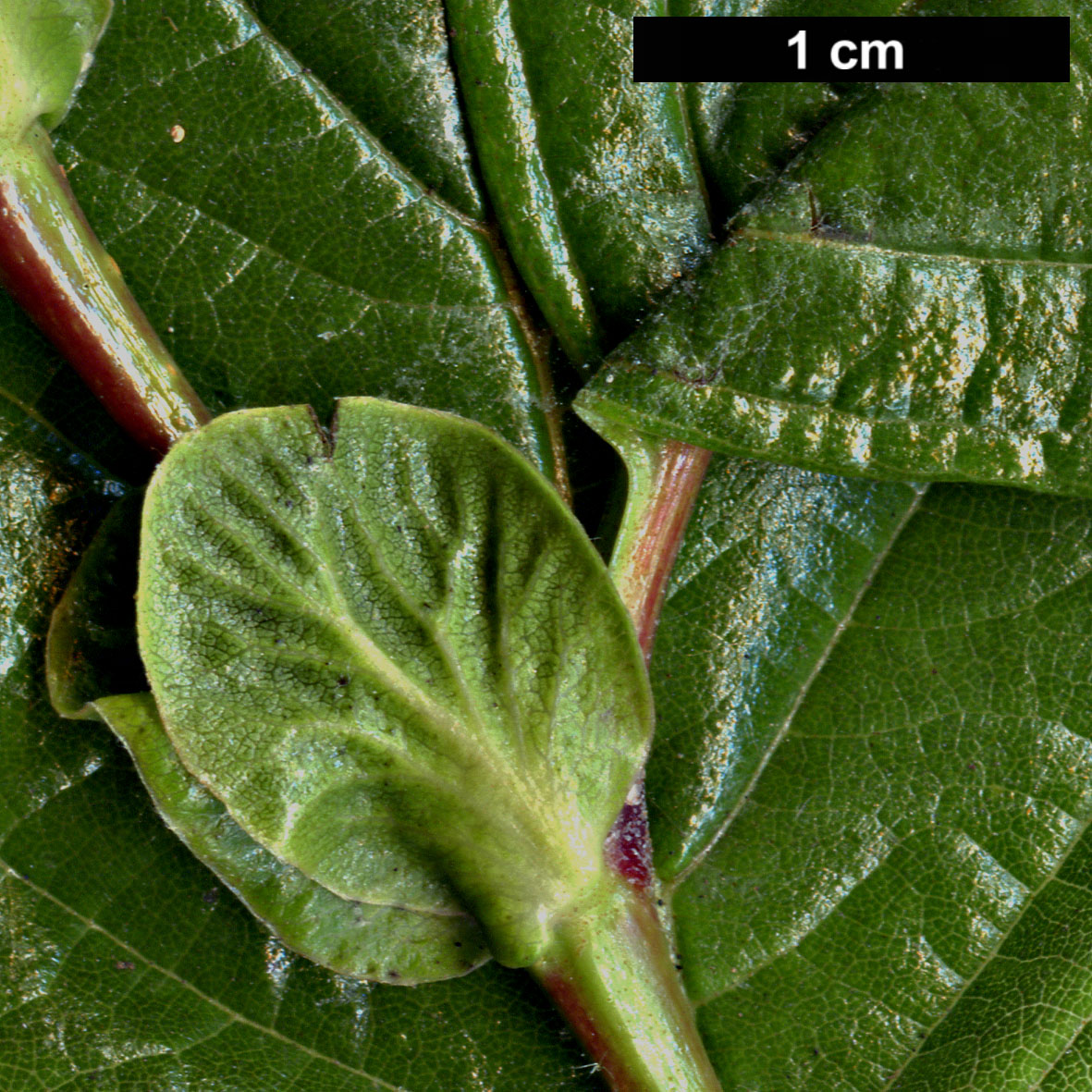 High resolution image: Family: Betulaceae - Genus: Alnus - Taxon: fauriei