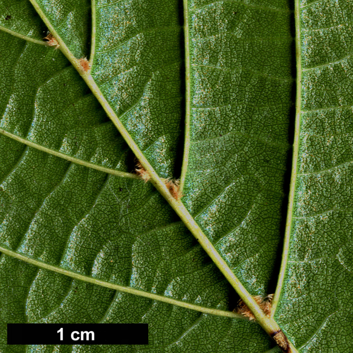 High resolution image: Family: Betulaceae - Genus: Alnus - Taxon: fauriei