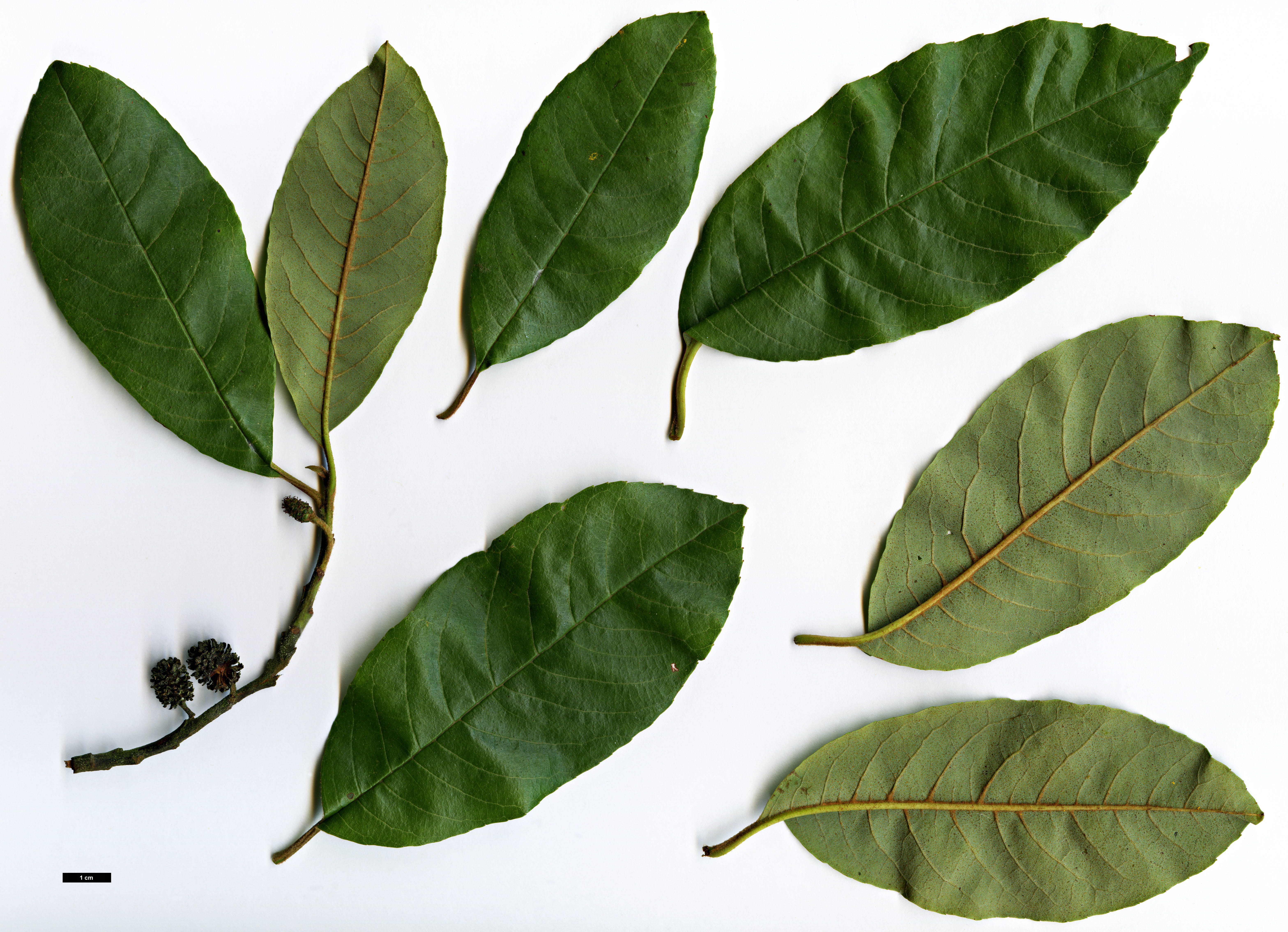 High resolution image: Family: Betulaceae - Genus: Alnus - Taxon: ferdinandi-coburgii