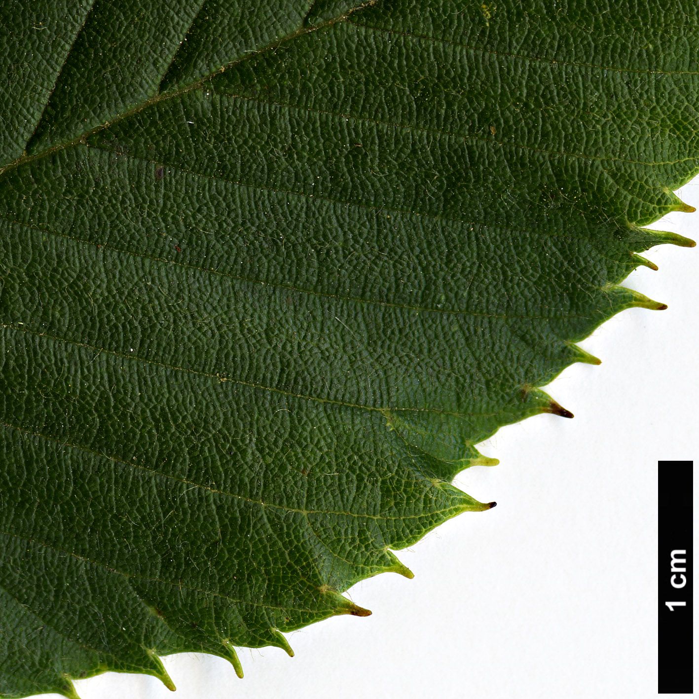 High resolution image: Family: Betulaceae - Genus: Alnus - Taxon: firma