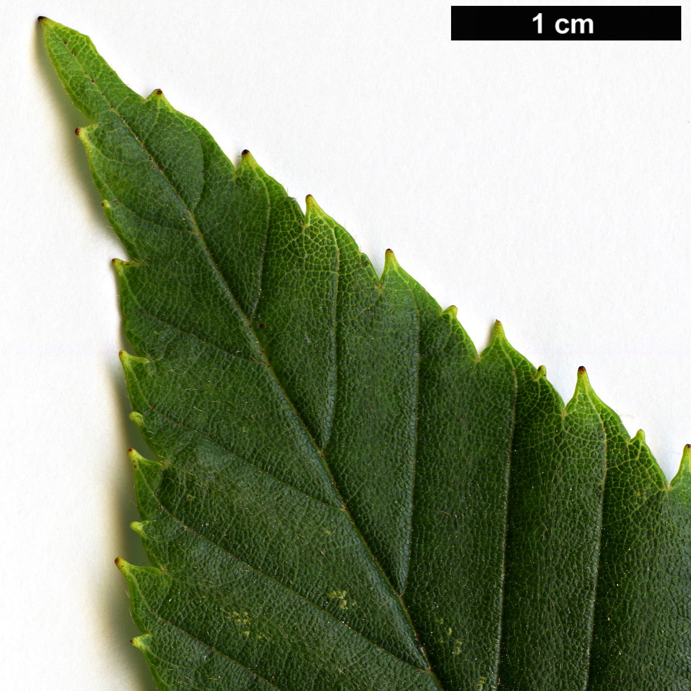 High resolution image: Family: Betulaceae - Genus: Alnus - Taxon: firma