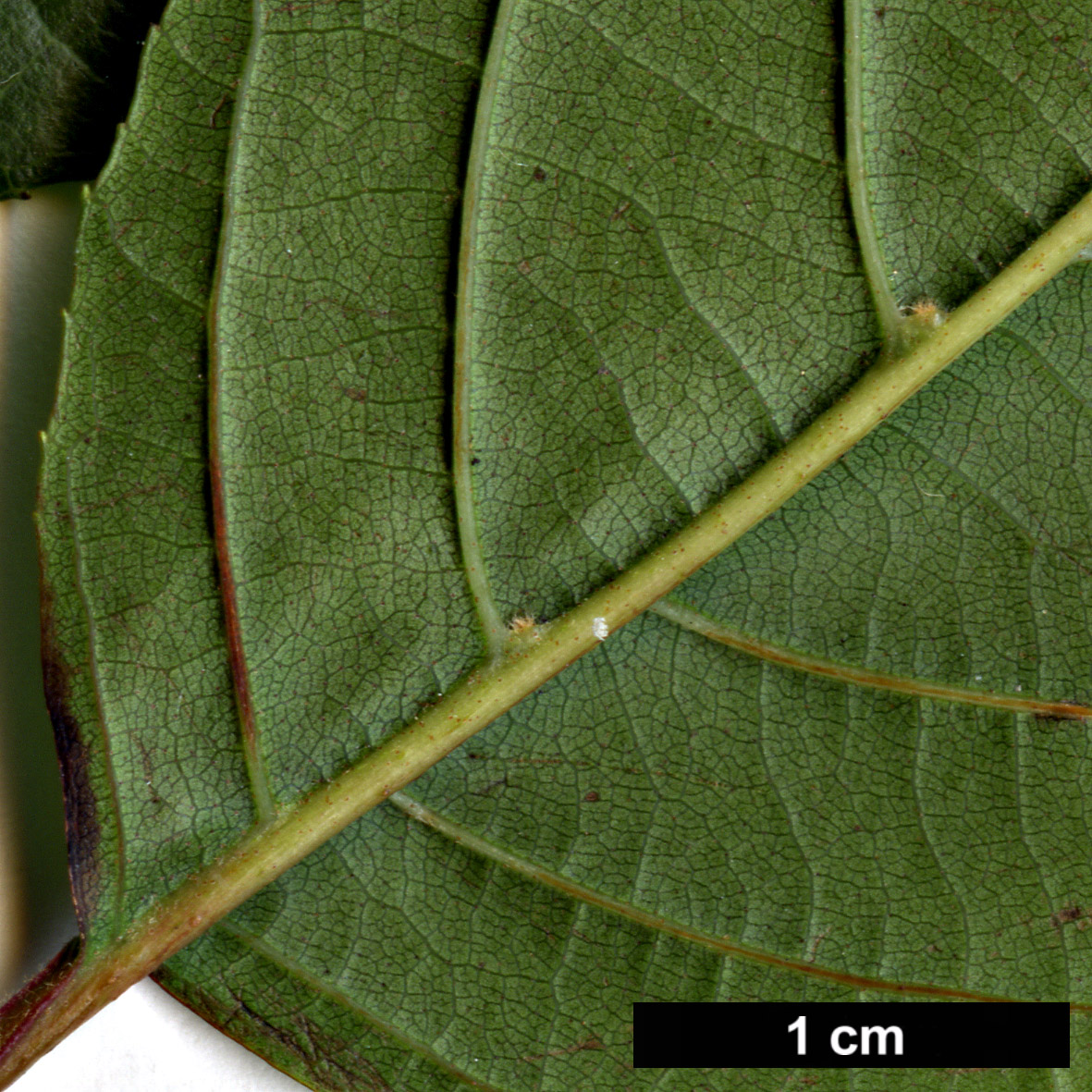 High resolution image: Family: Betulaceae - Genus: Alnus - Taxon: formosana